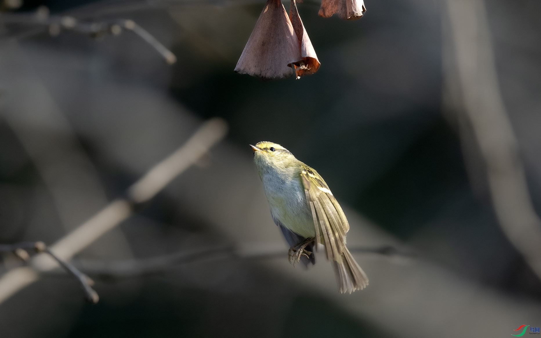 DSC_8374 ����.jpg