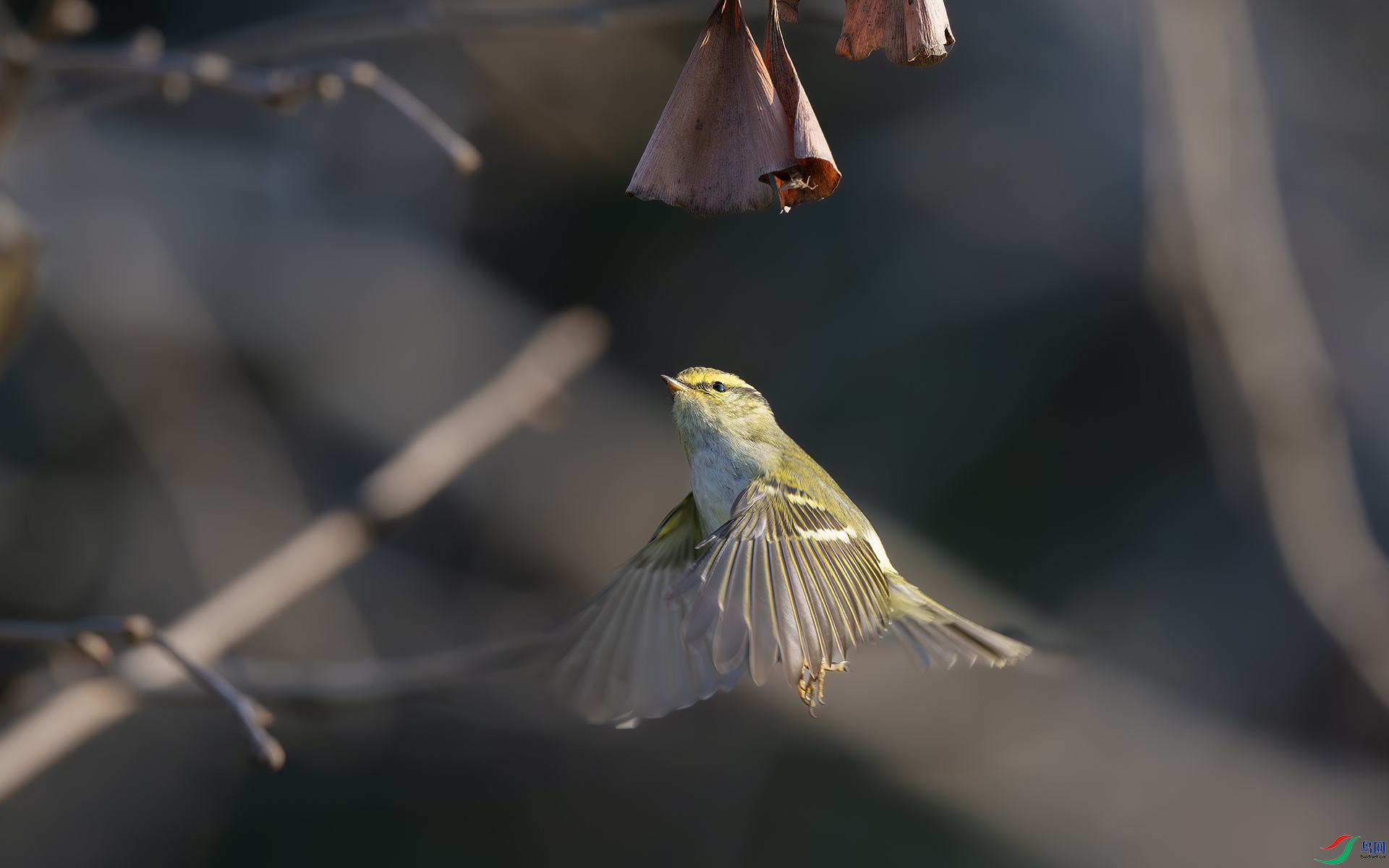 DSC_8375-����ǿ-NR ����.jpg