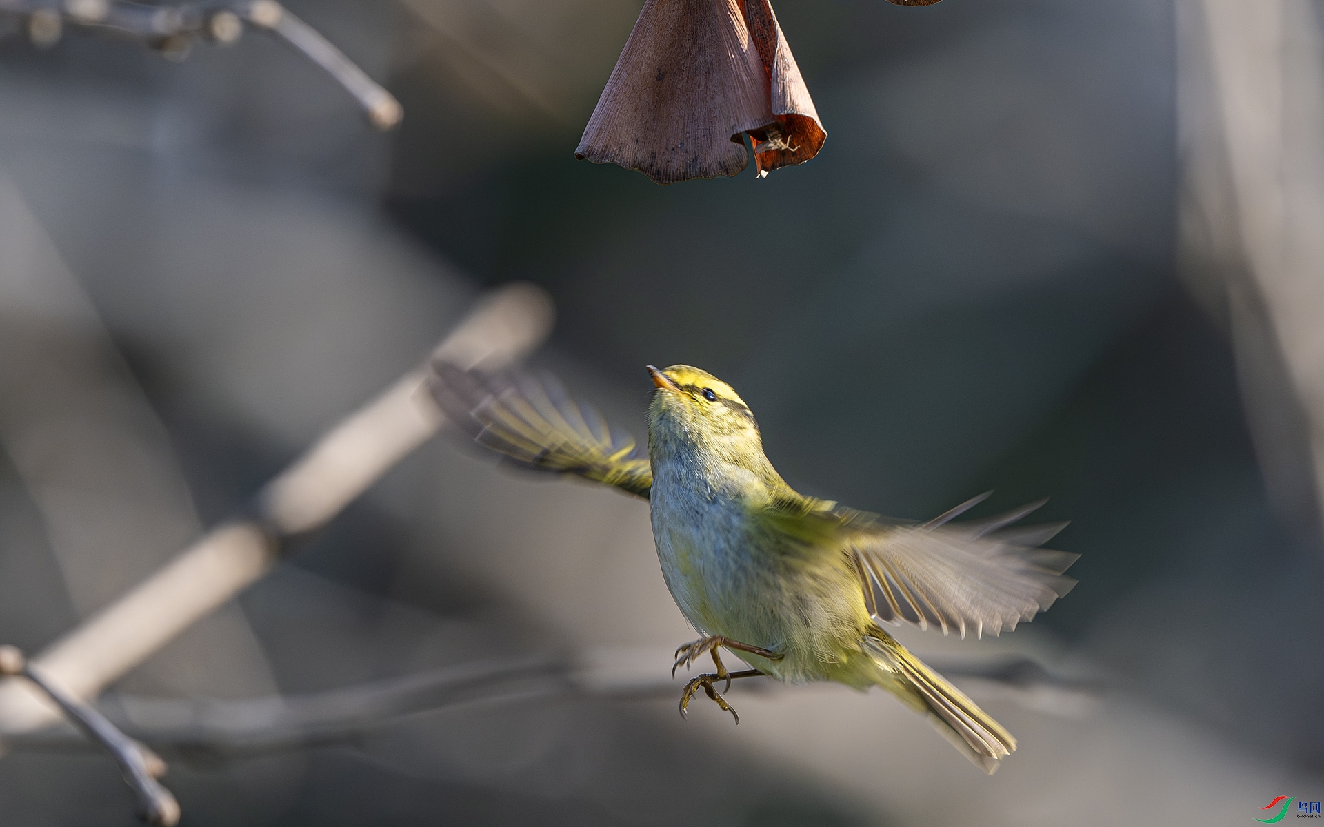 DSC_8376-����ǿ-NR ����.jpg