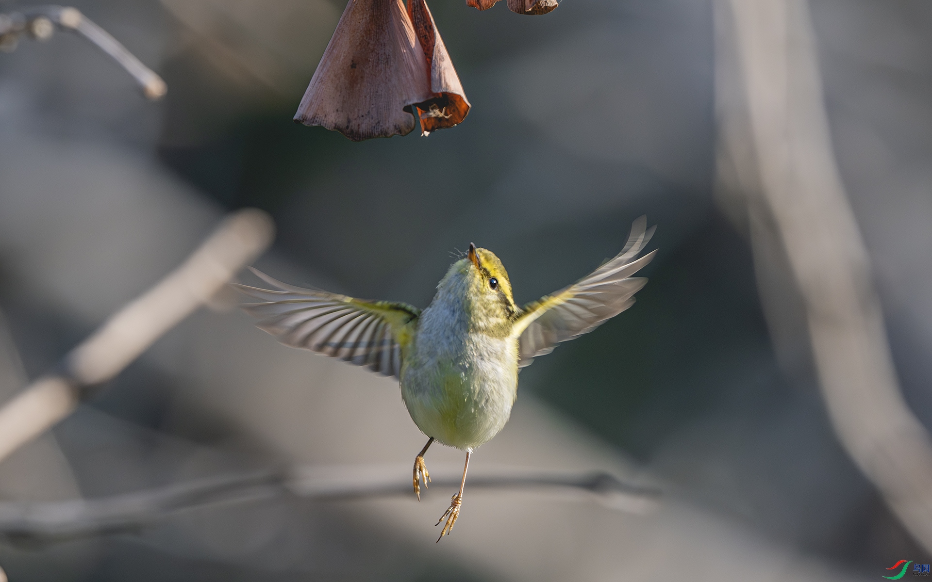 DSC_8378-����ǿ-NR ����.jpg