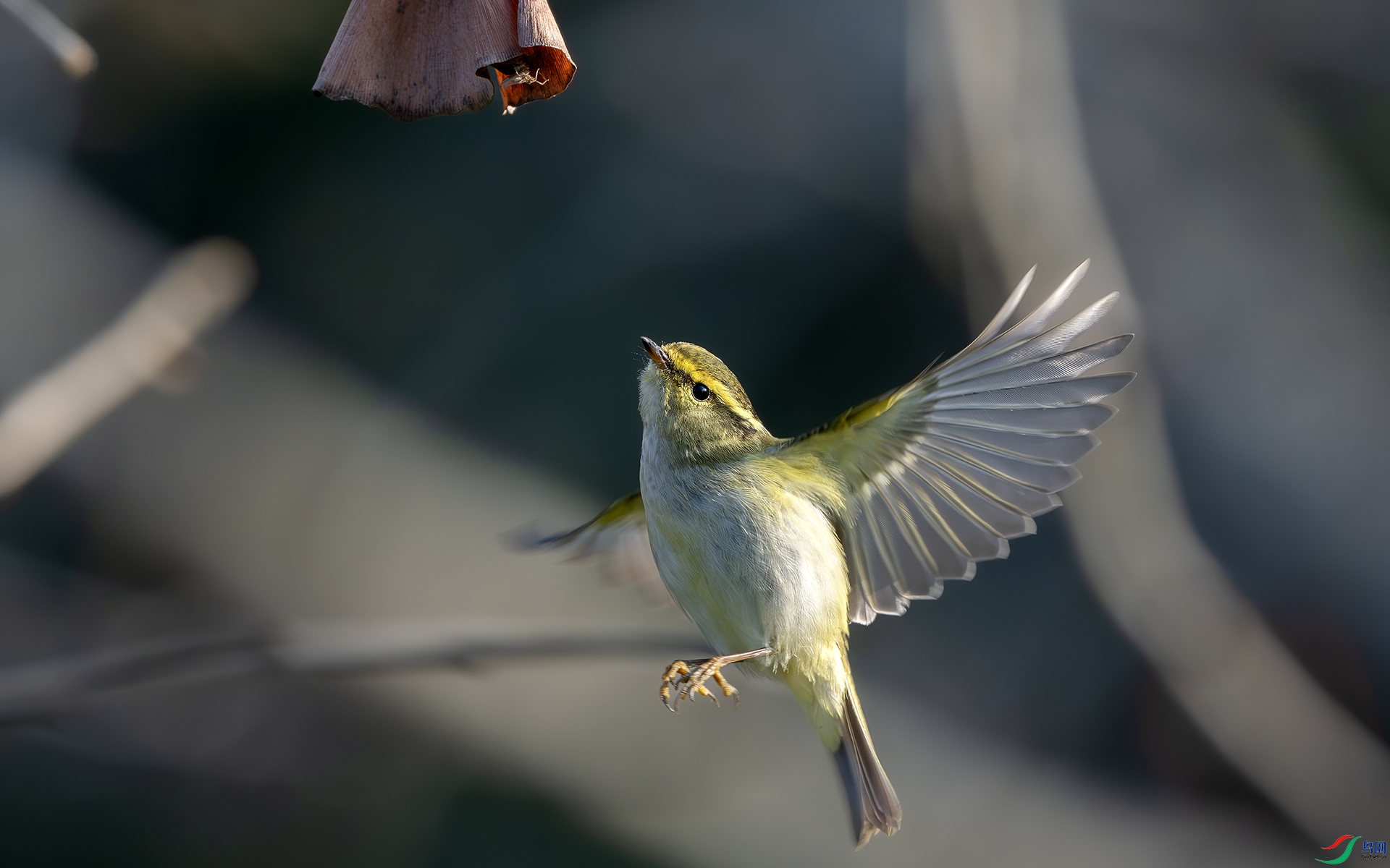 DSC_8385-����ǿ-NR ����.jpg