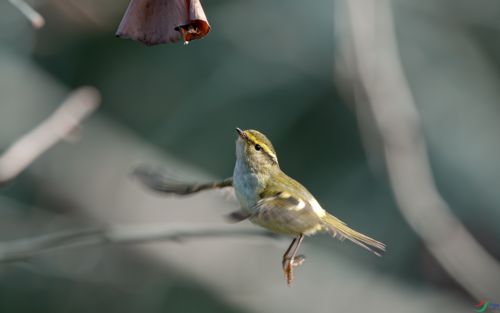 DSC_8389-����ǿ-NR ����.jpg