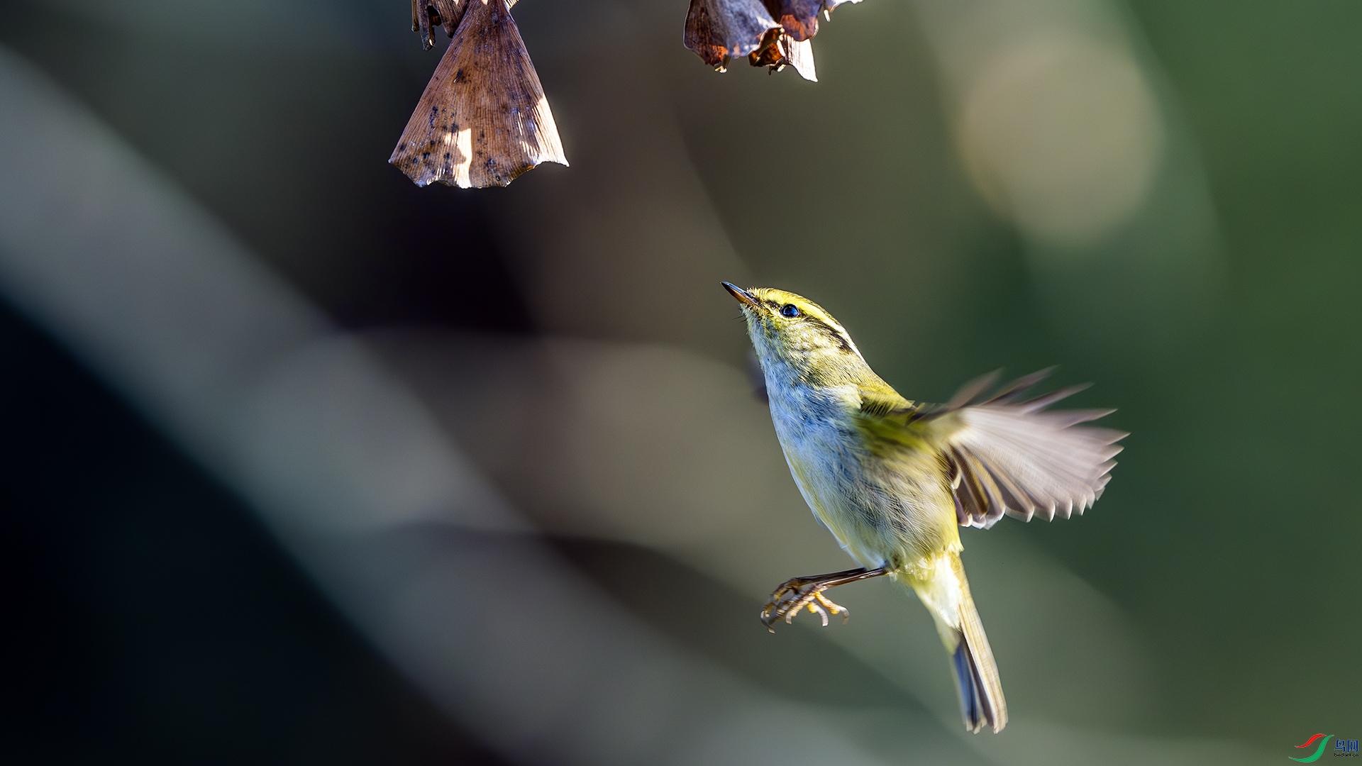DSC_8403-����ǿ-NR ����.jpg