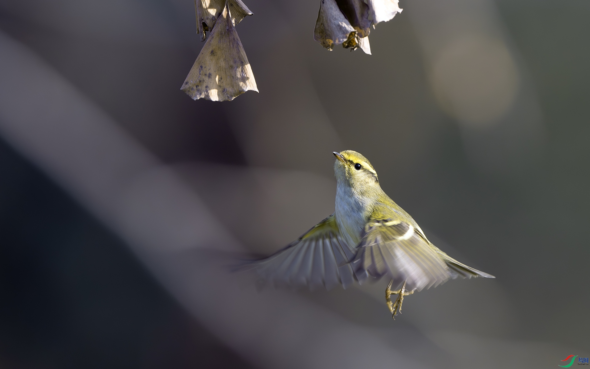 DSC_8407-����ǿ-NR ����.jpg