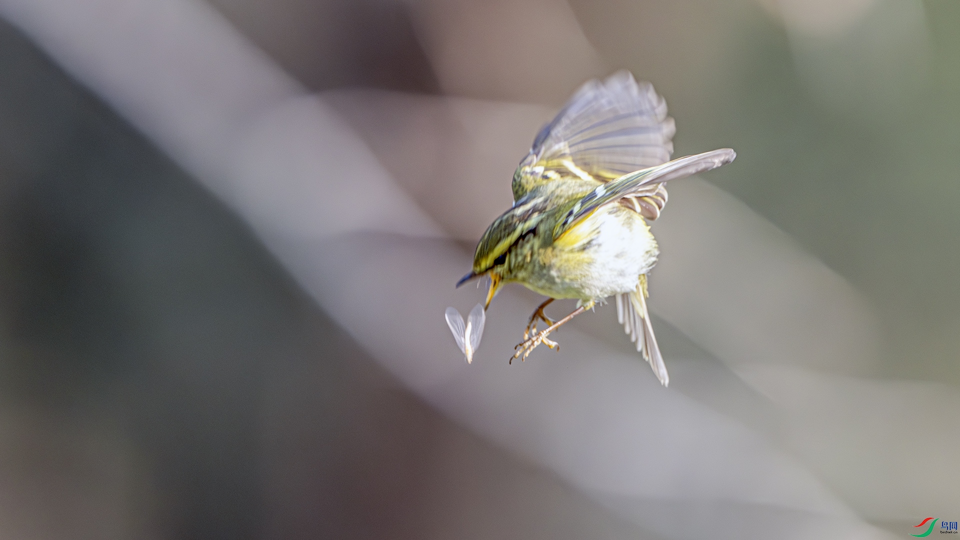 DSC_8415-����ǿ-NR ����.jpg