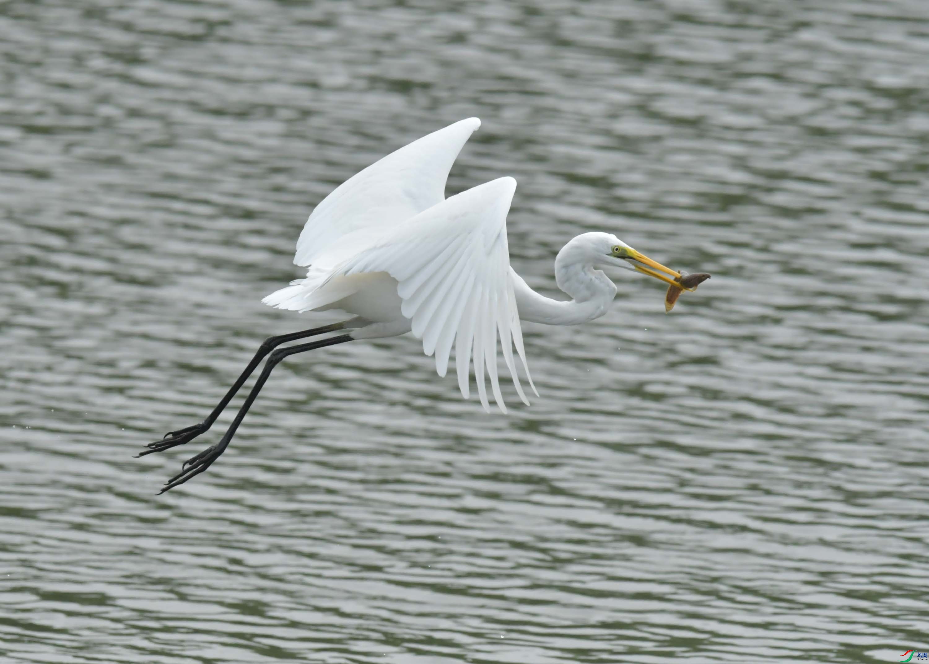 DSC_6799.JPG