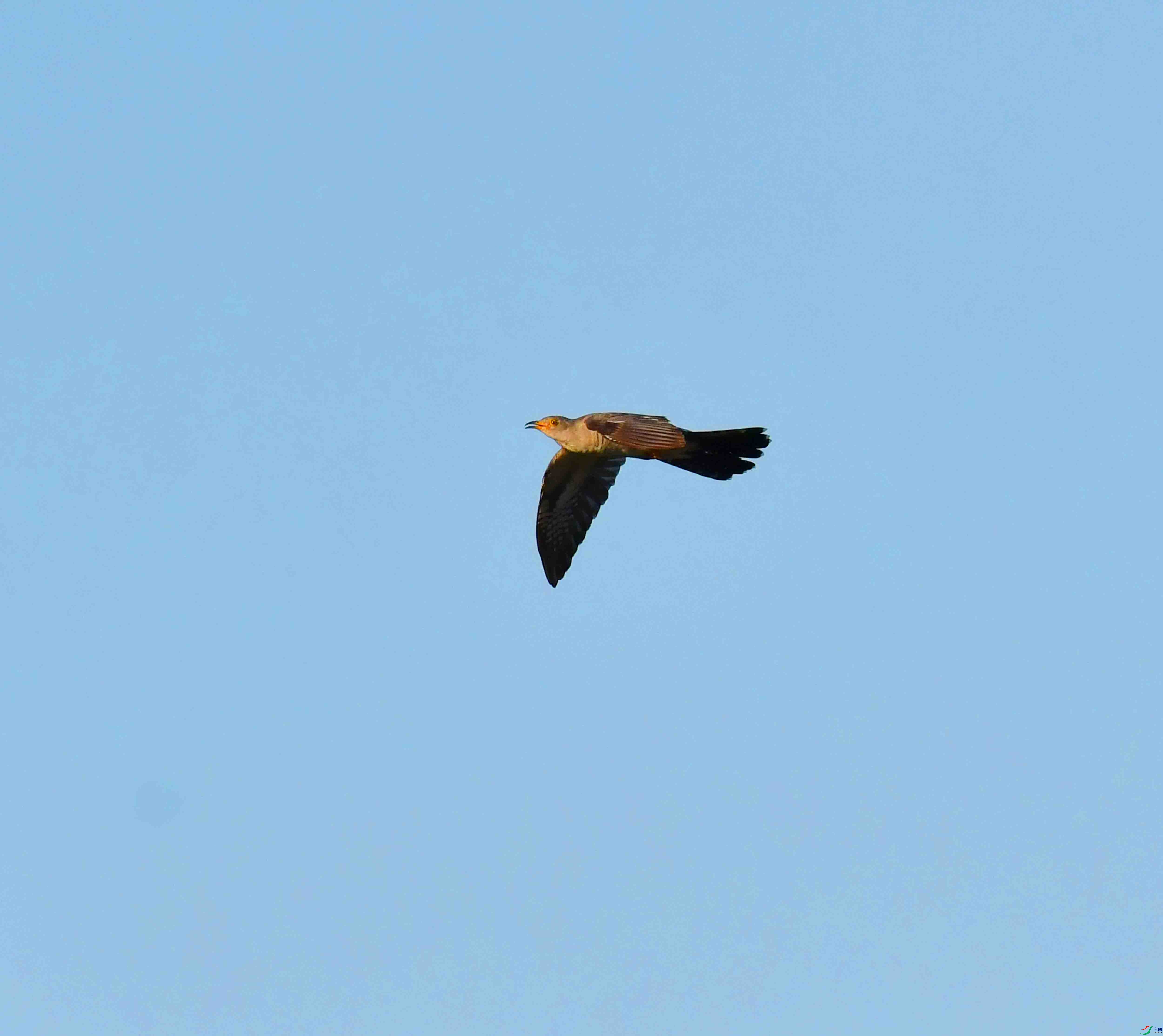 DSC_9254.JPG
