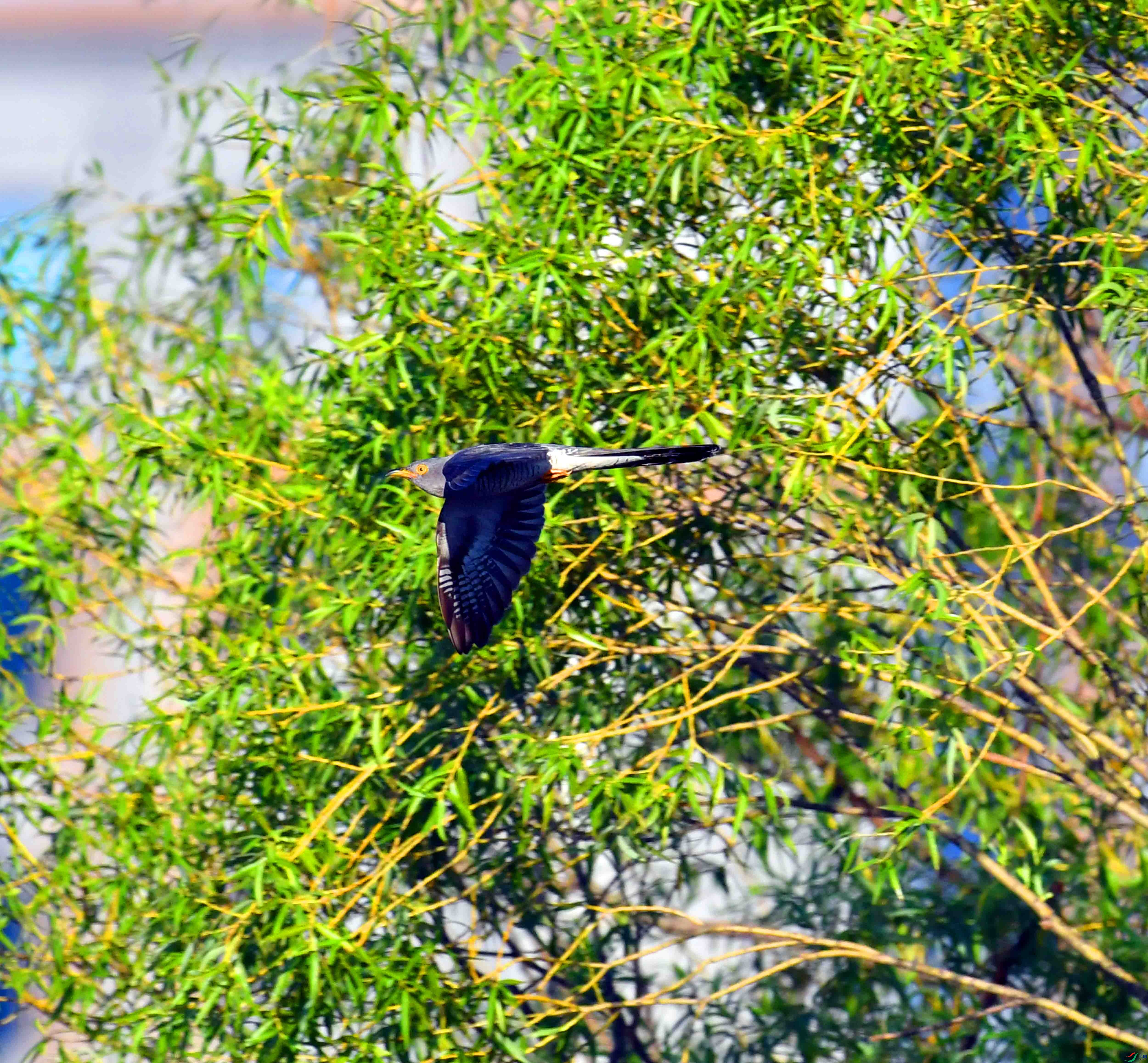 DSC_9294.JPG