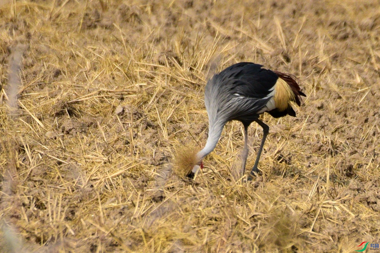 DSC_7797.JPG