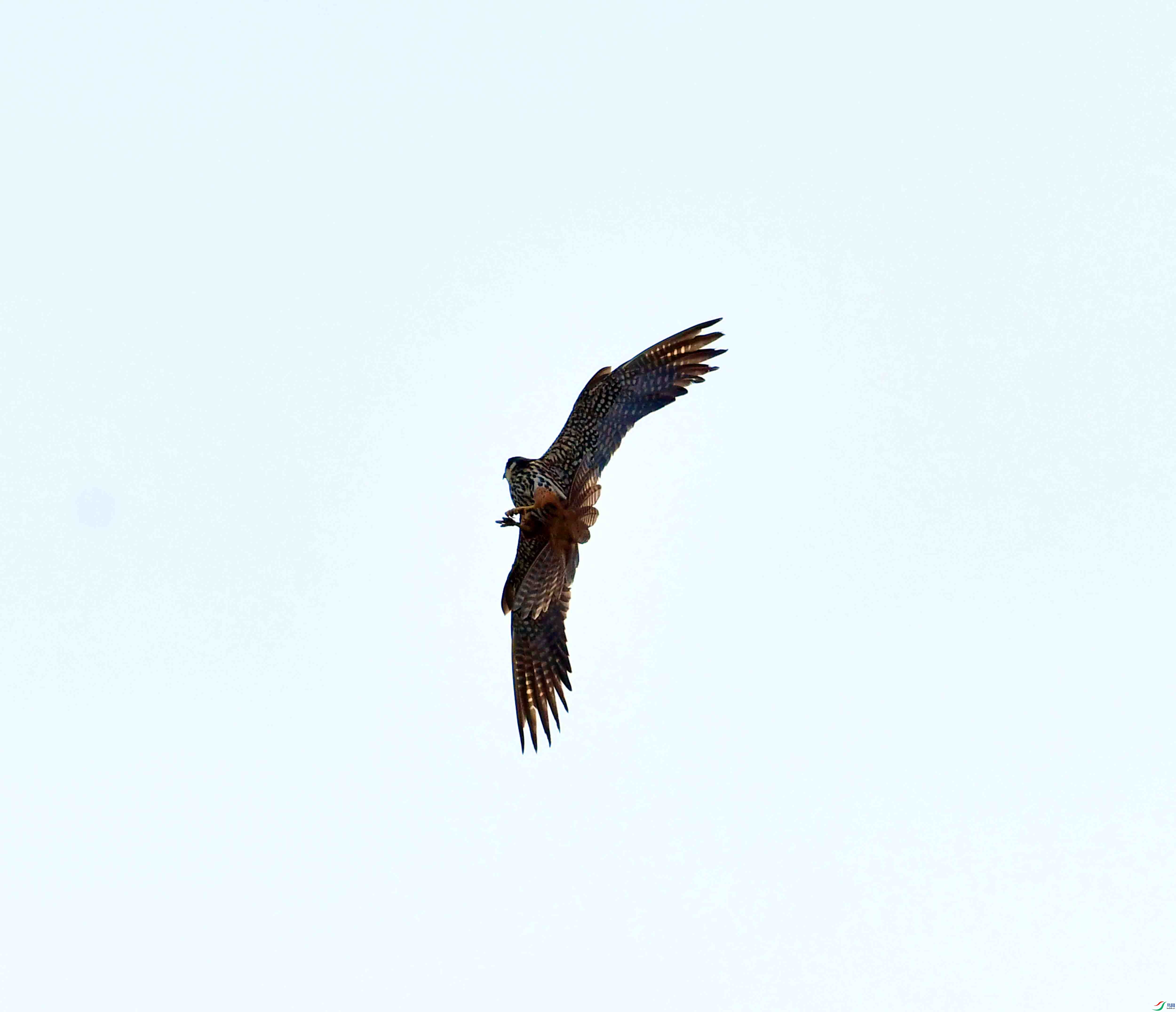 DSC_2421.JPG