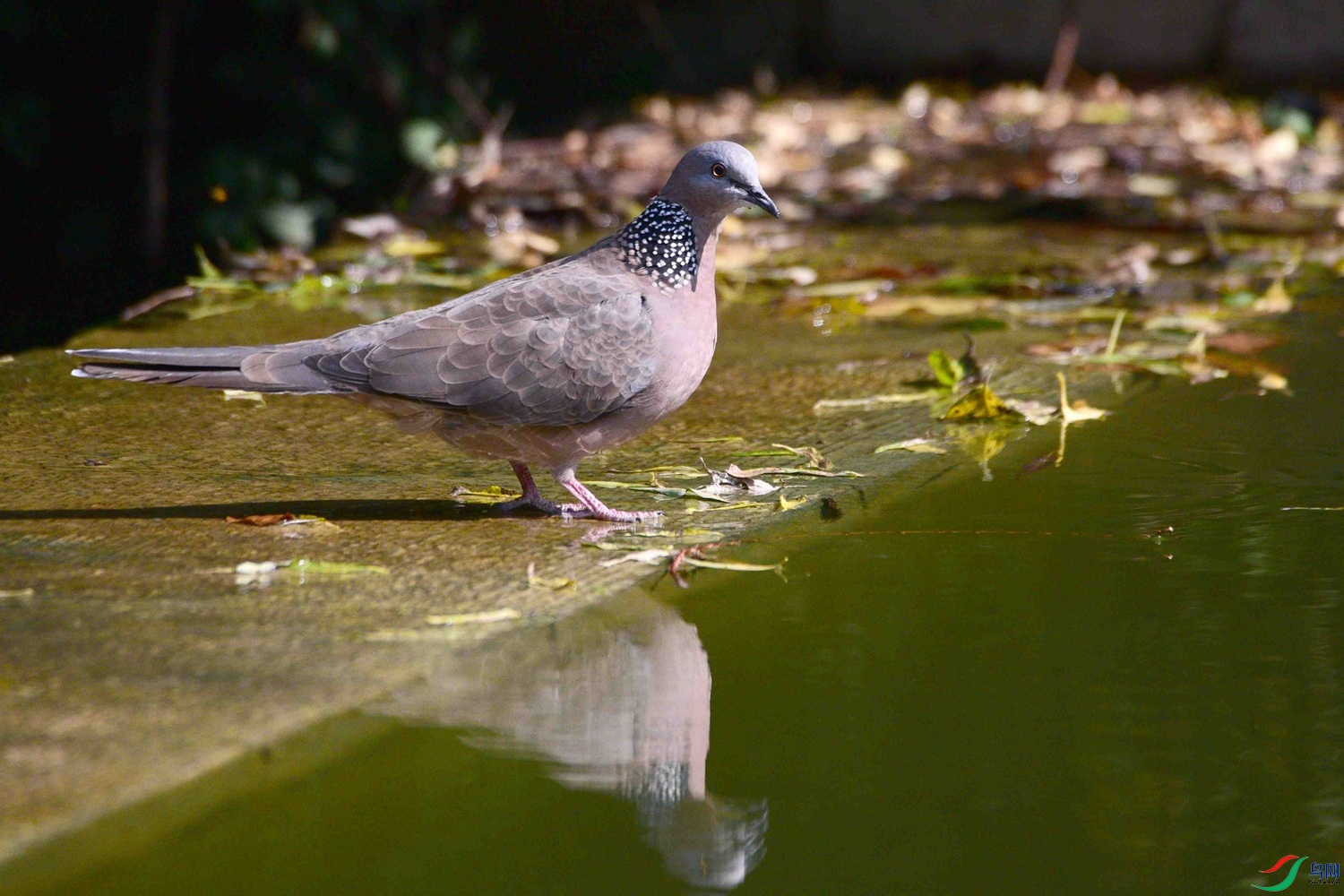 DSC_8476.JPG