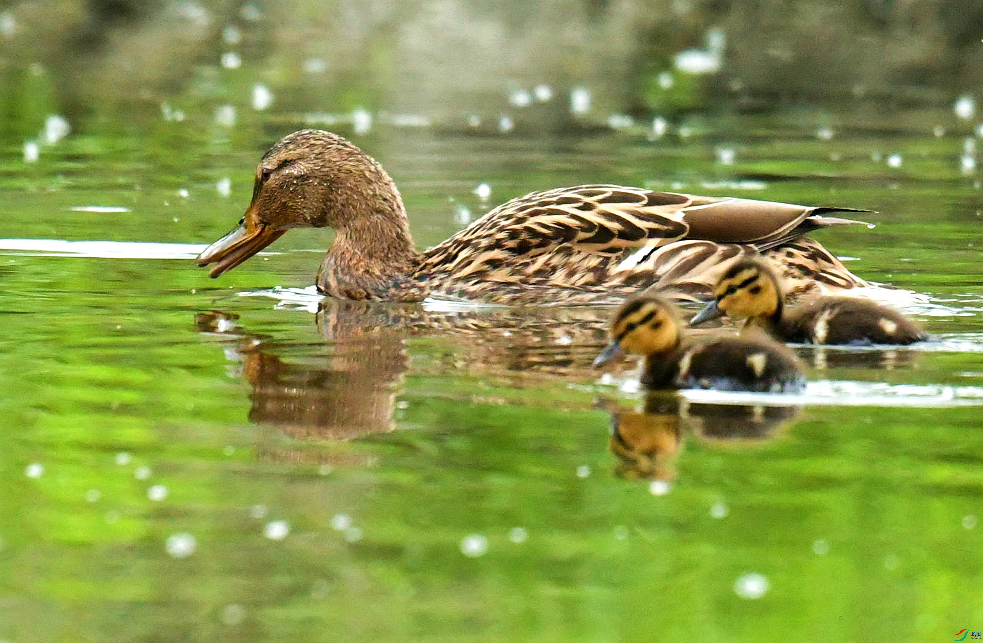 DSC_2207_����.jpg