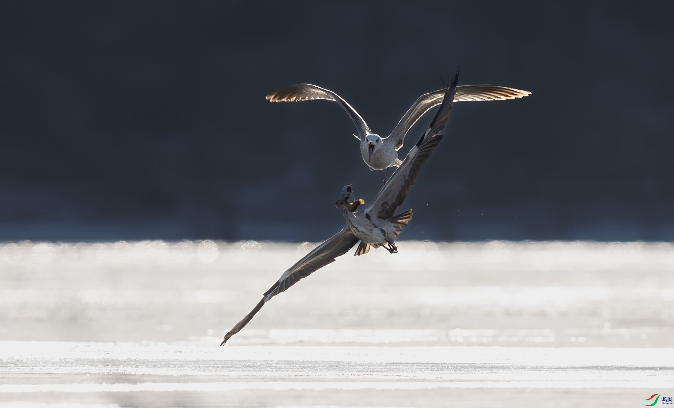 ��Ÿ�����