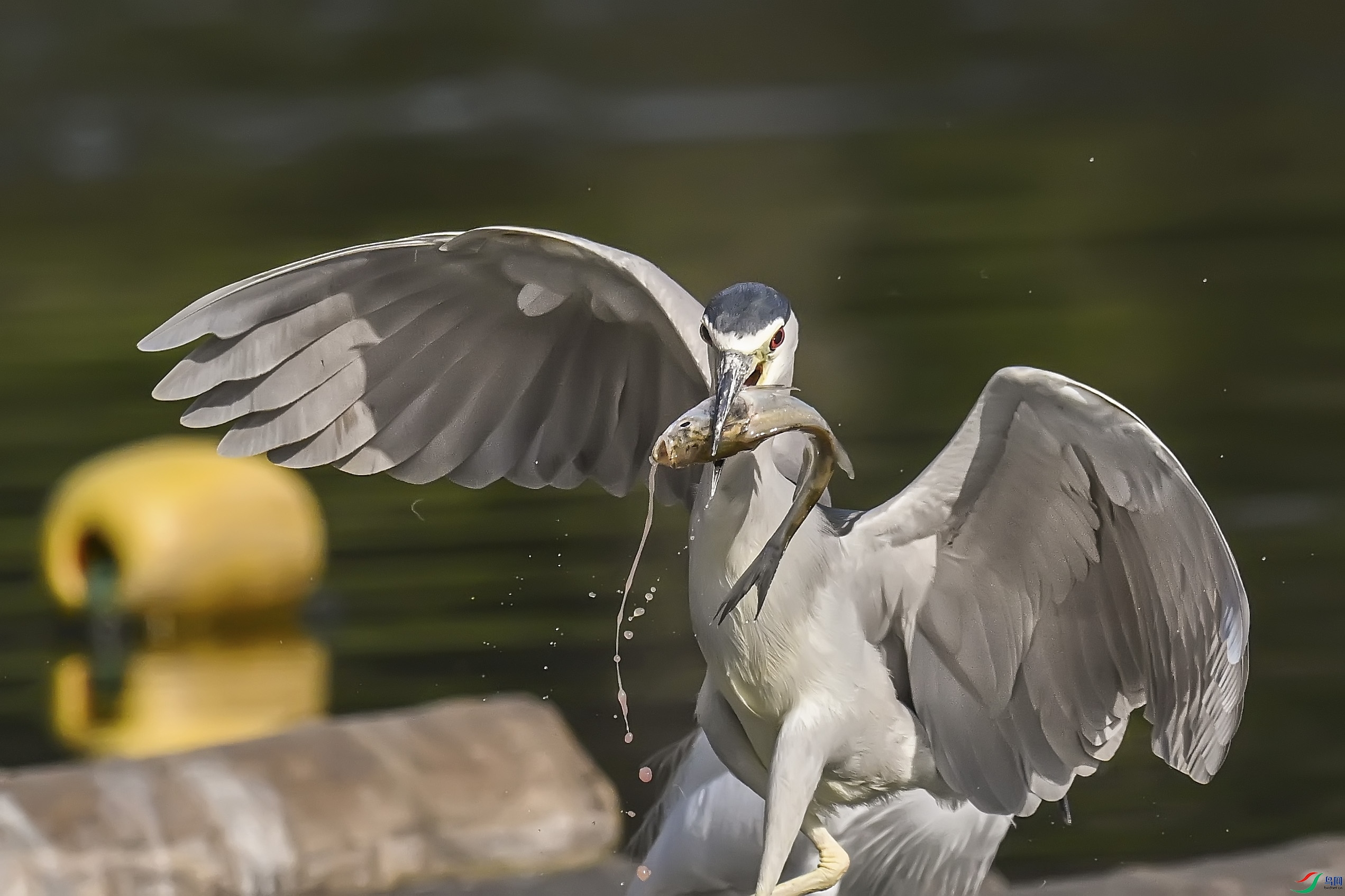 DSC_0636_����.jpg