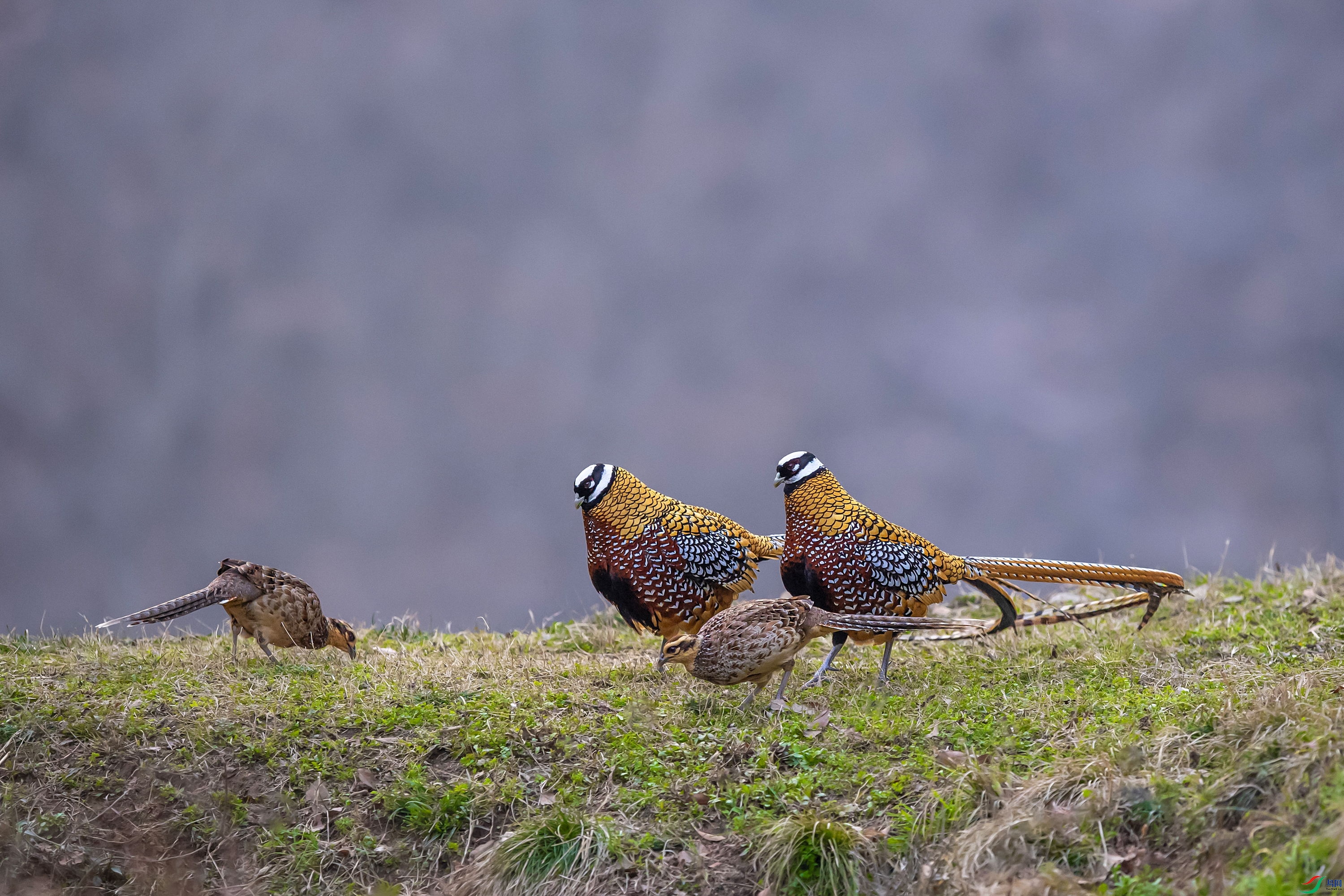 DSC_6428_1.jpg