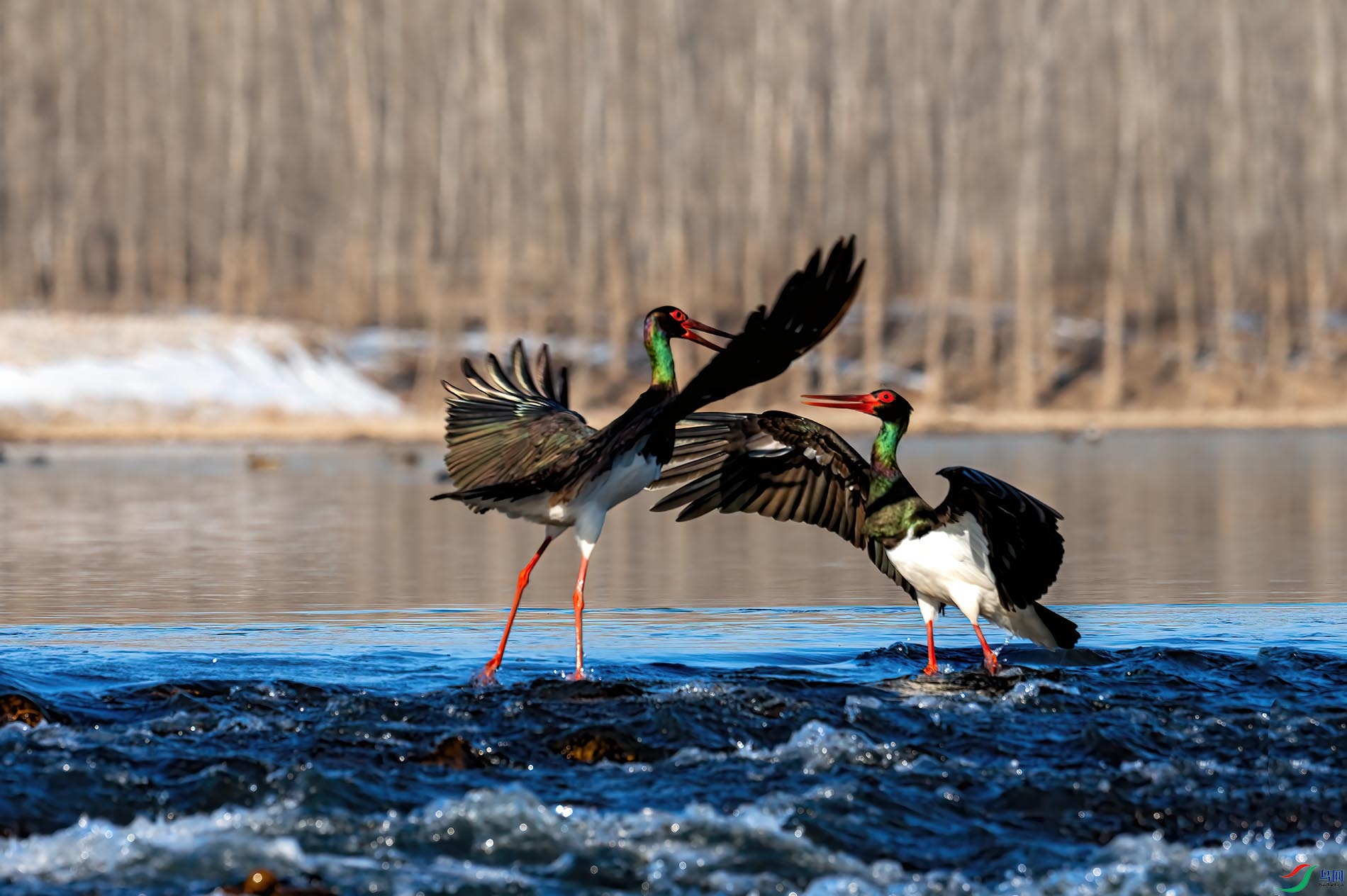 ���з���