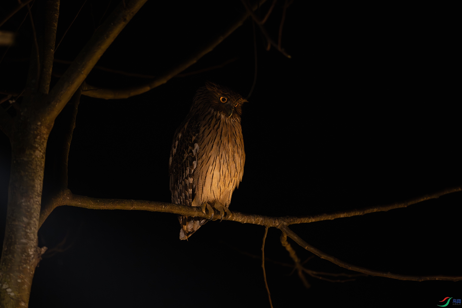 _DSC1991 ���� 1920 ��ҹ����.jpg