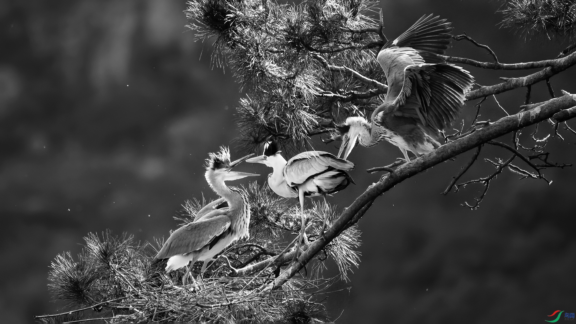 DSC_6051-20251211�� .jpg