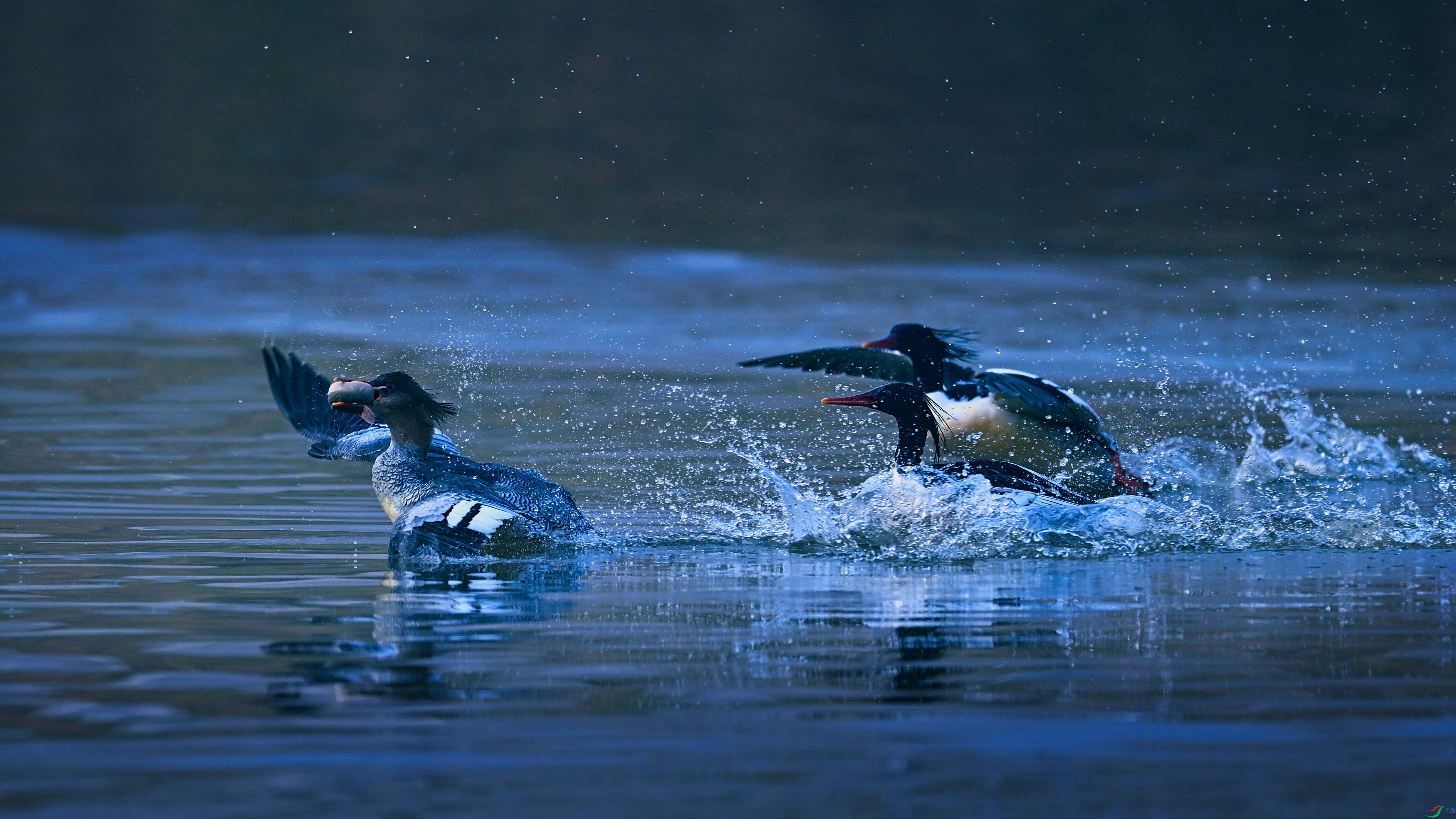 DSC_9645.jpg