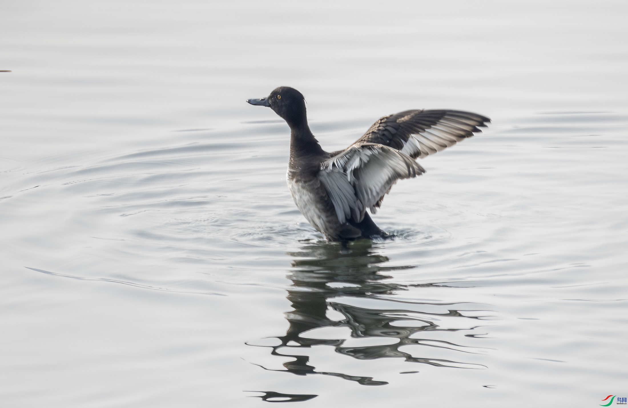 G47A3954-����ǿ-NR ����.jpg