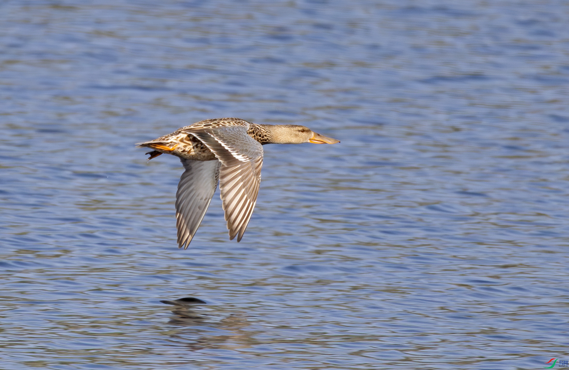 G47A3350-����ǿ-NR ����.jpg