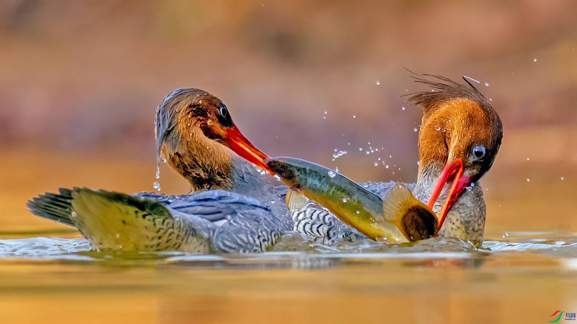 ��ɽ��ɳѼ710����.jpg