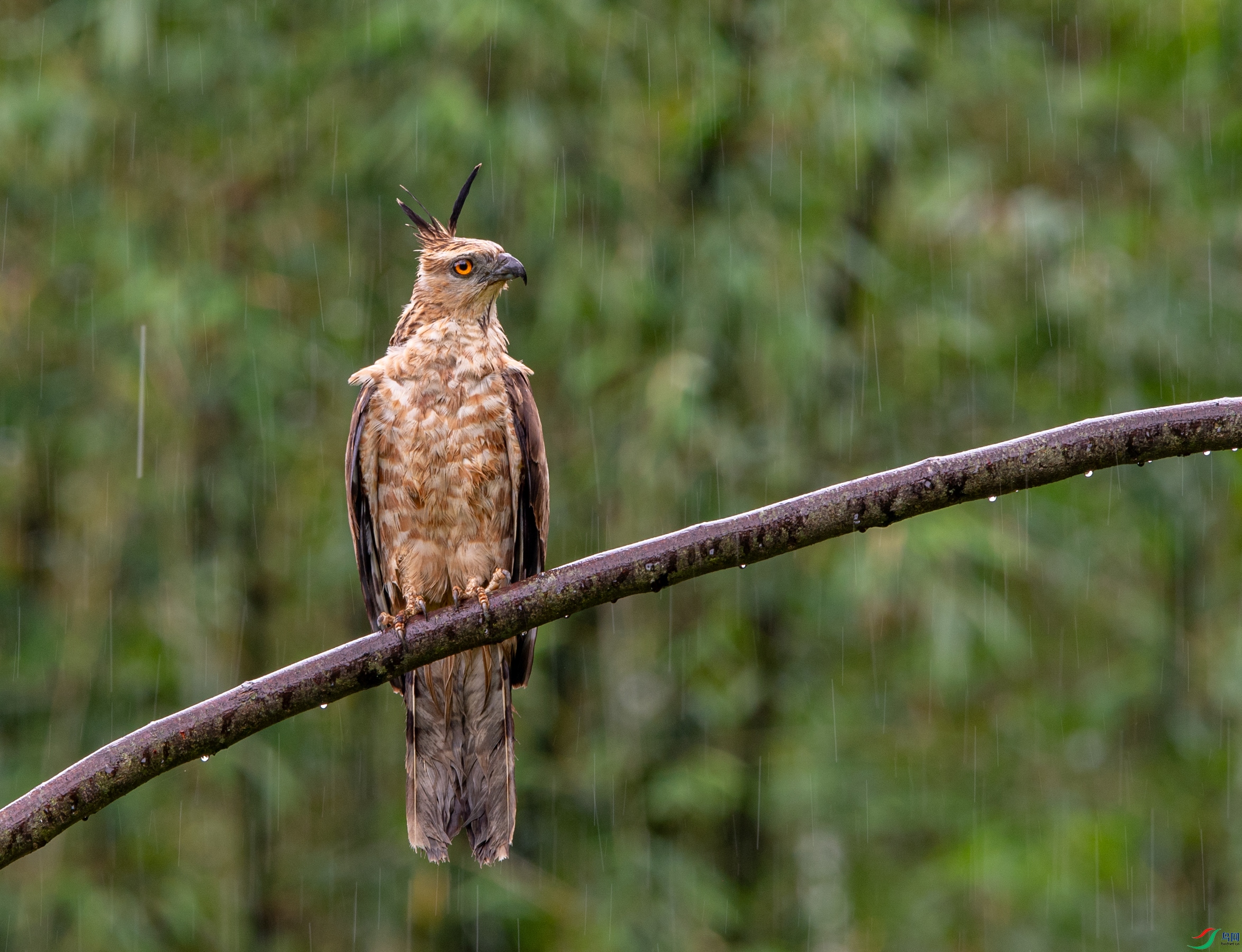 DSC_1235�ֹھ���.JPG