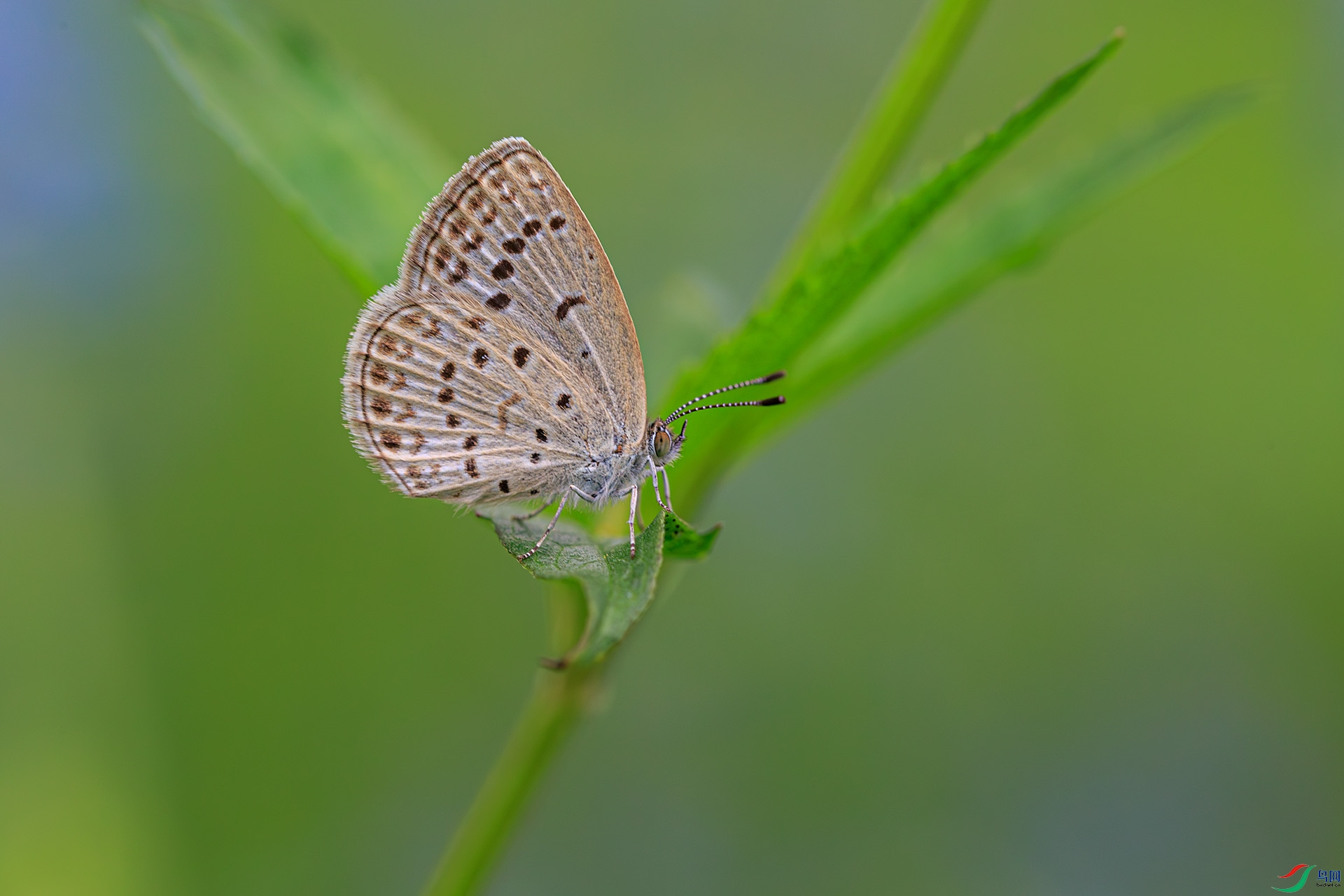 N38A0290-1-����ǿ-NR.jpg