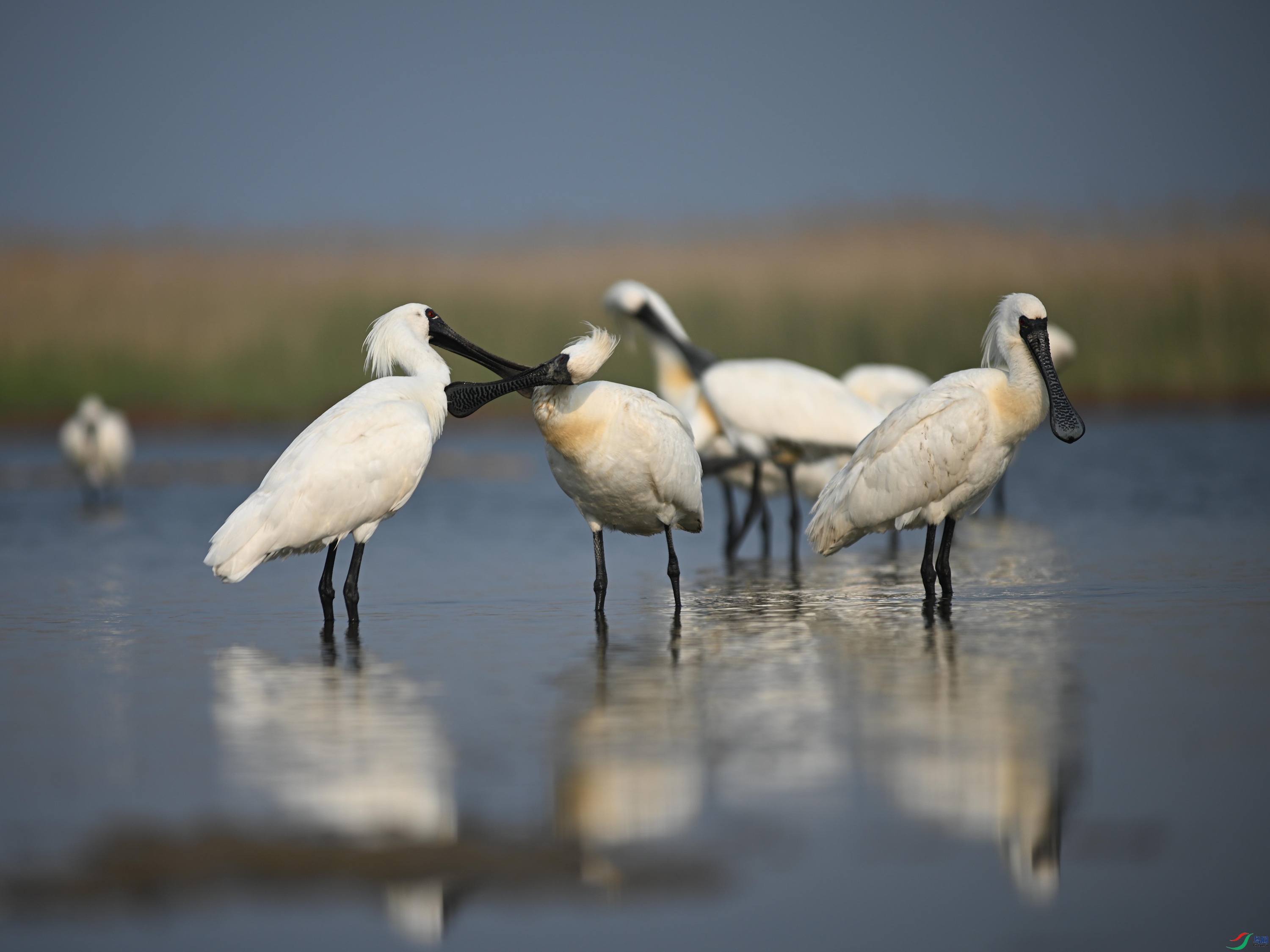 �������� (19).jpg