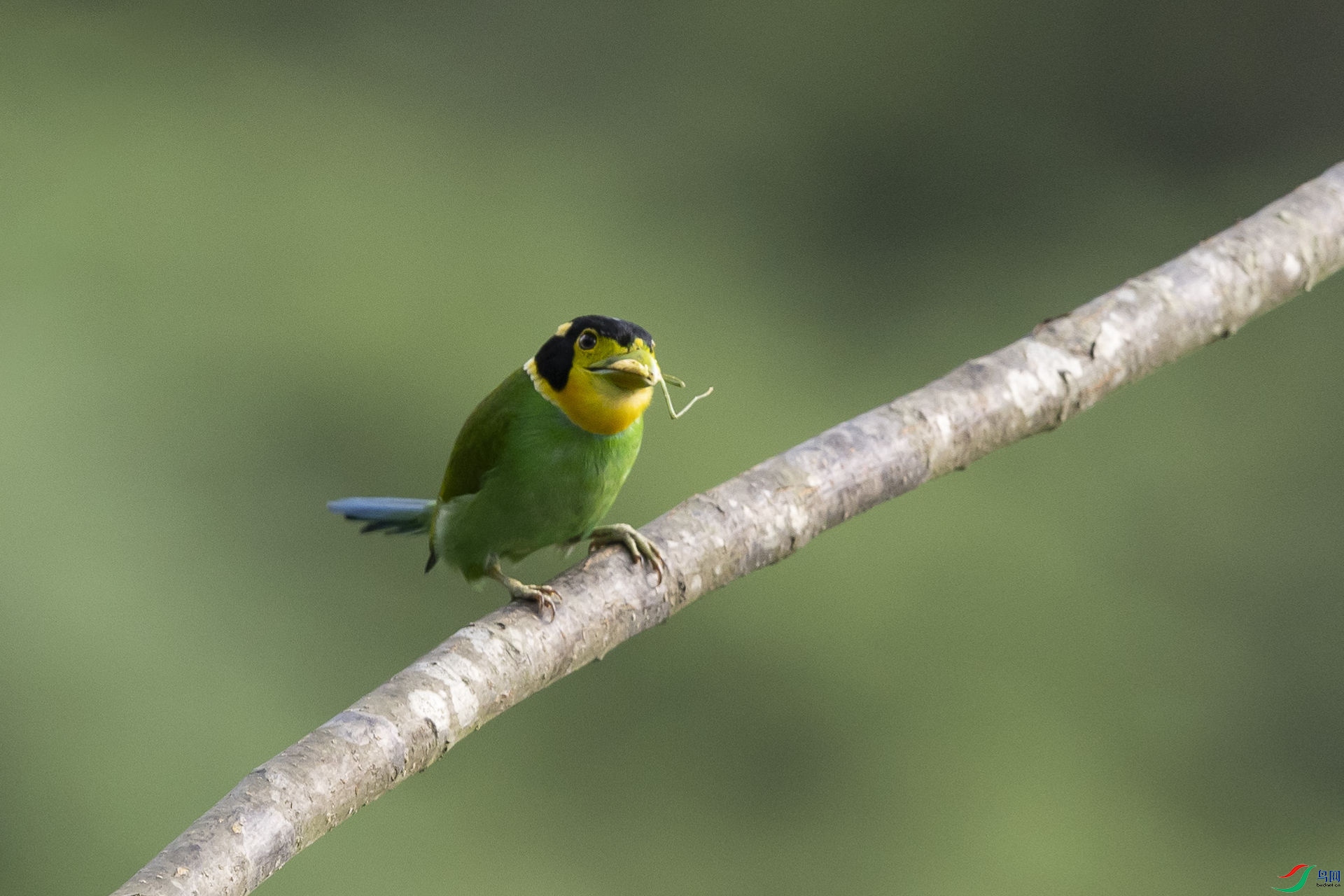 ��β������