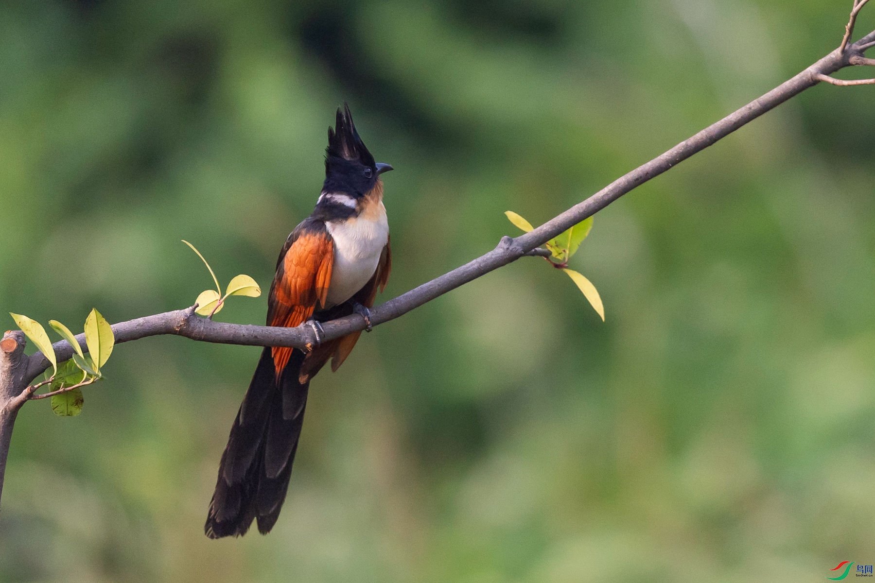 ����ͷ��