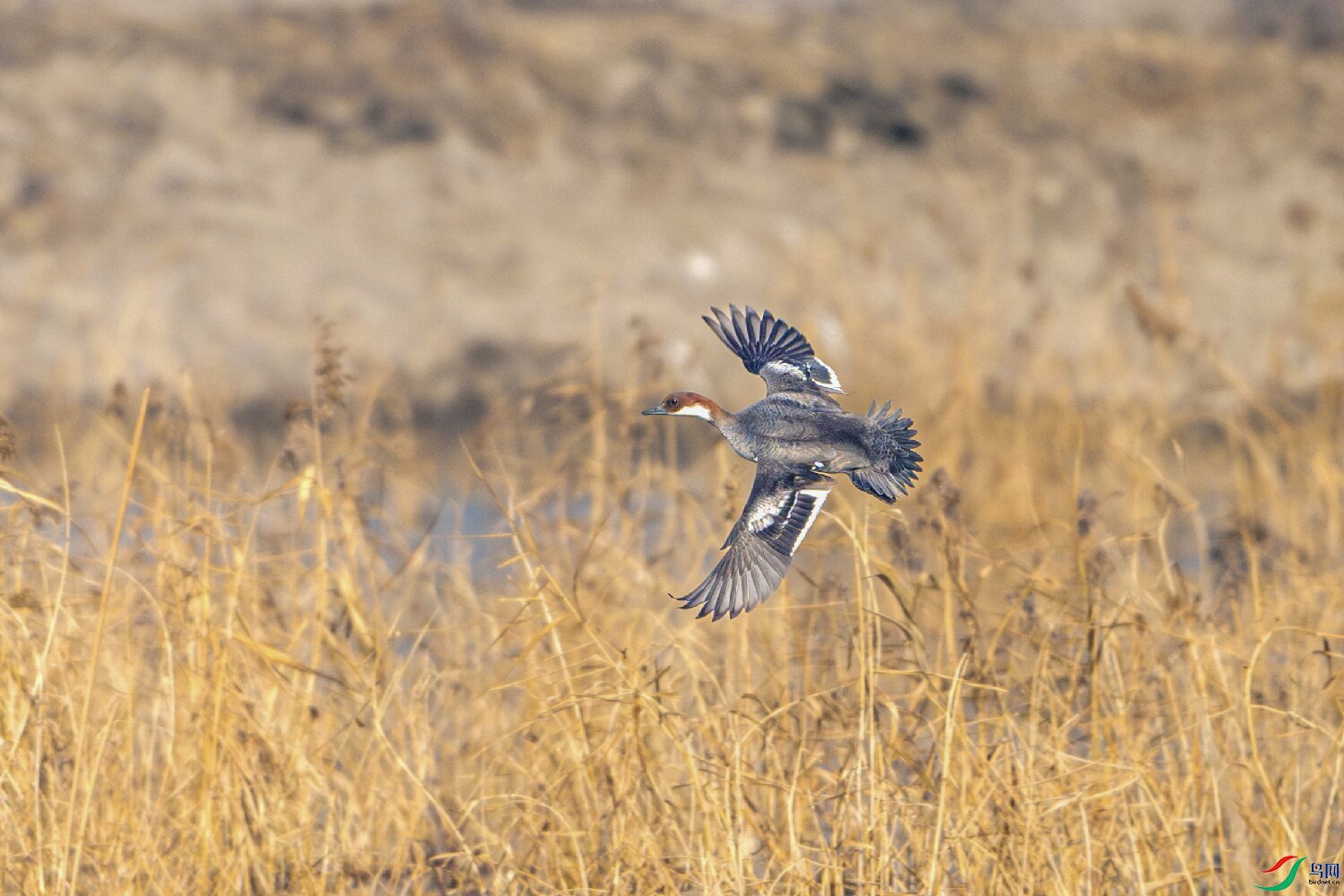 _DSC2607-����ǿ-NR ����.jpg