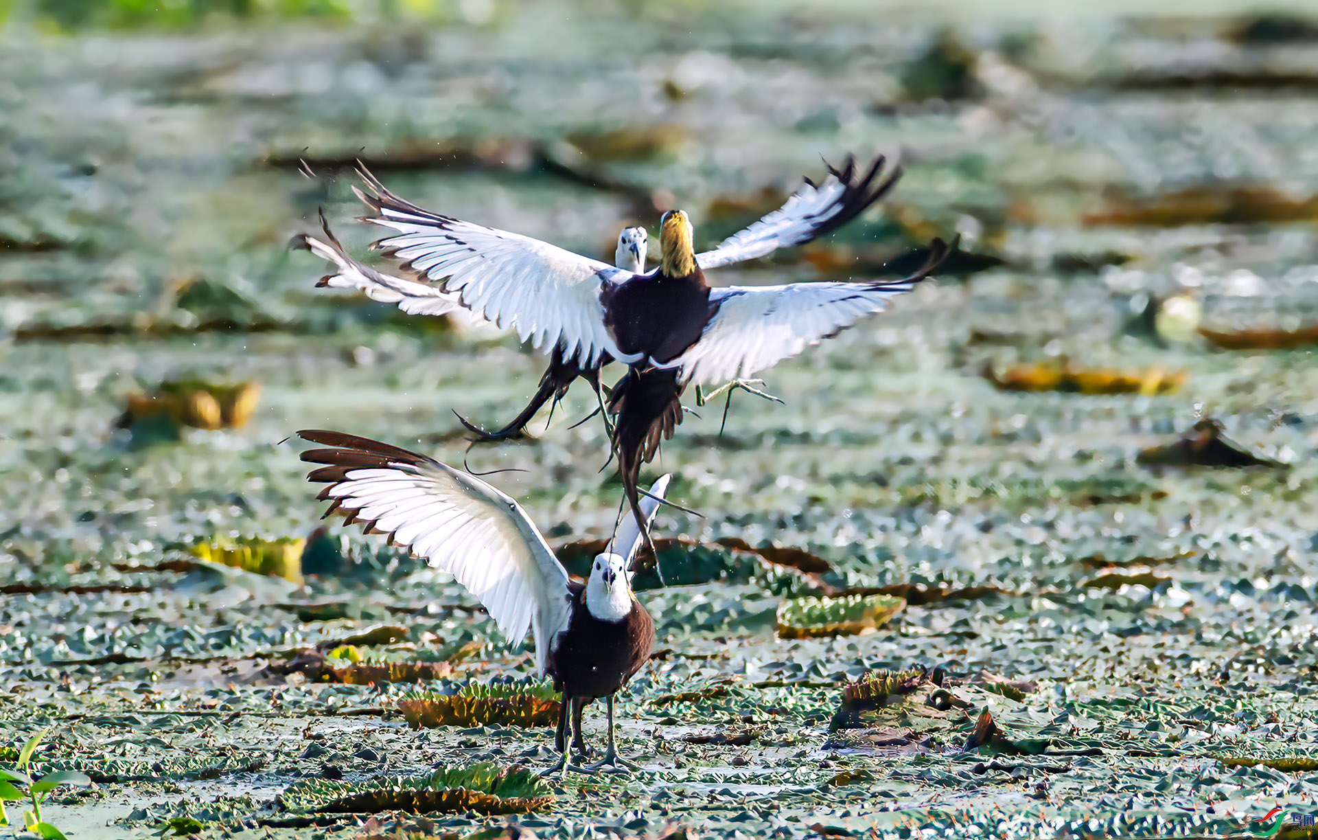 _S7I0882 ����-Sh----1 .jpg