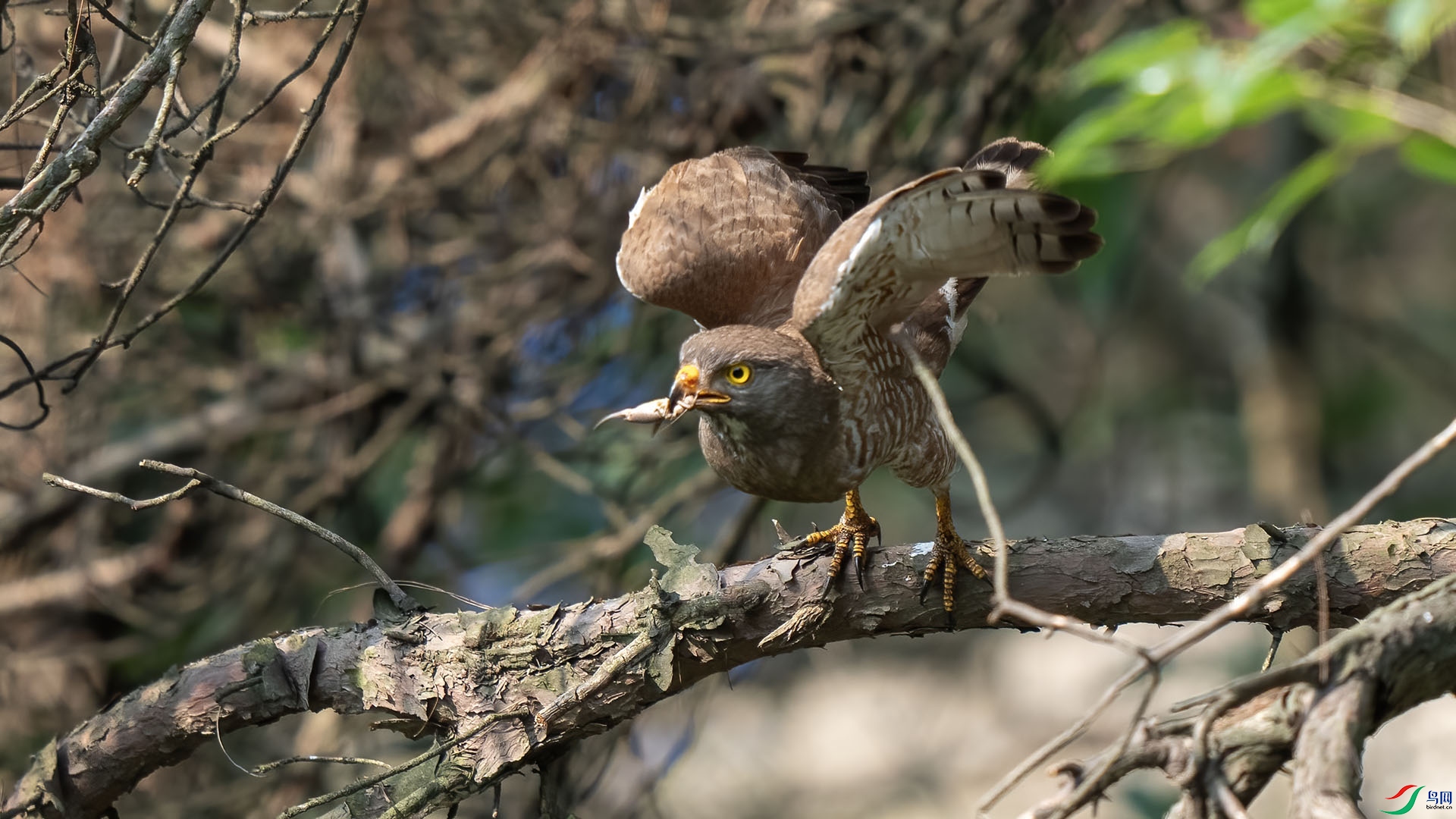 DSC00018 ����.jpg