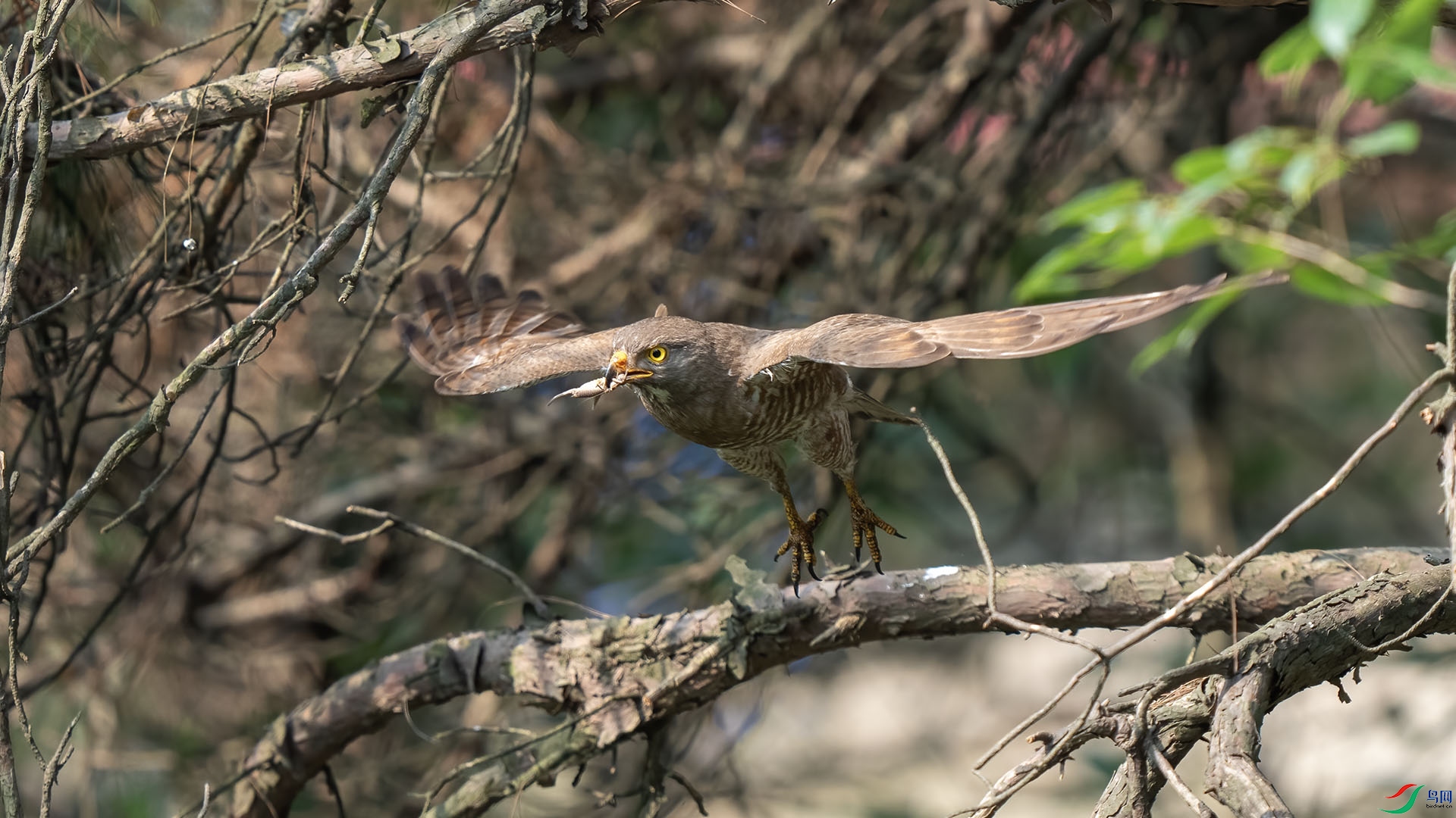 DSC00020 ����.jpg