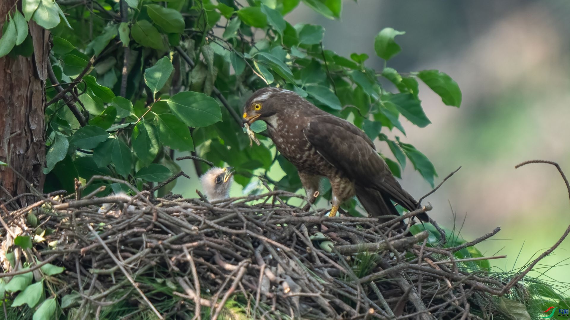 DSC04806 ����.jpg