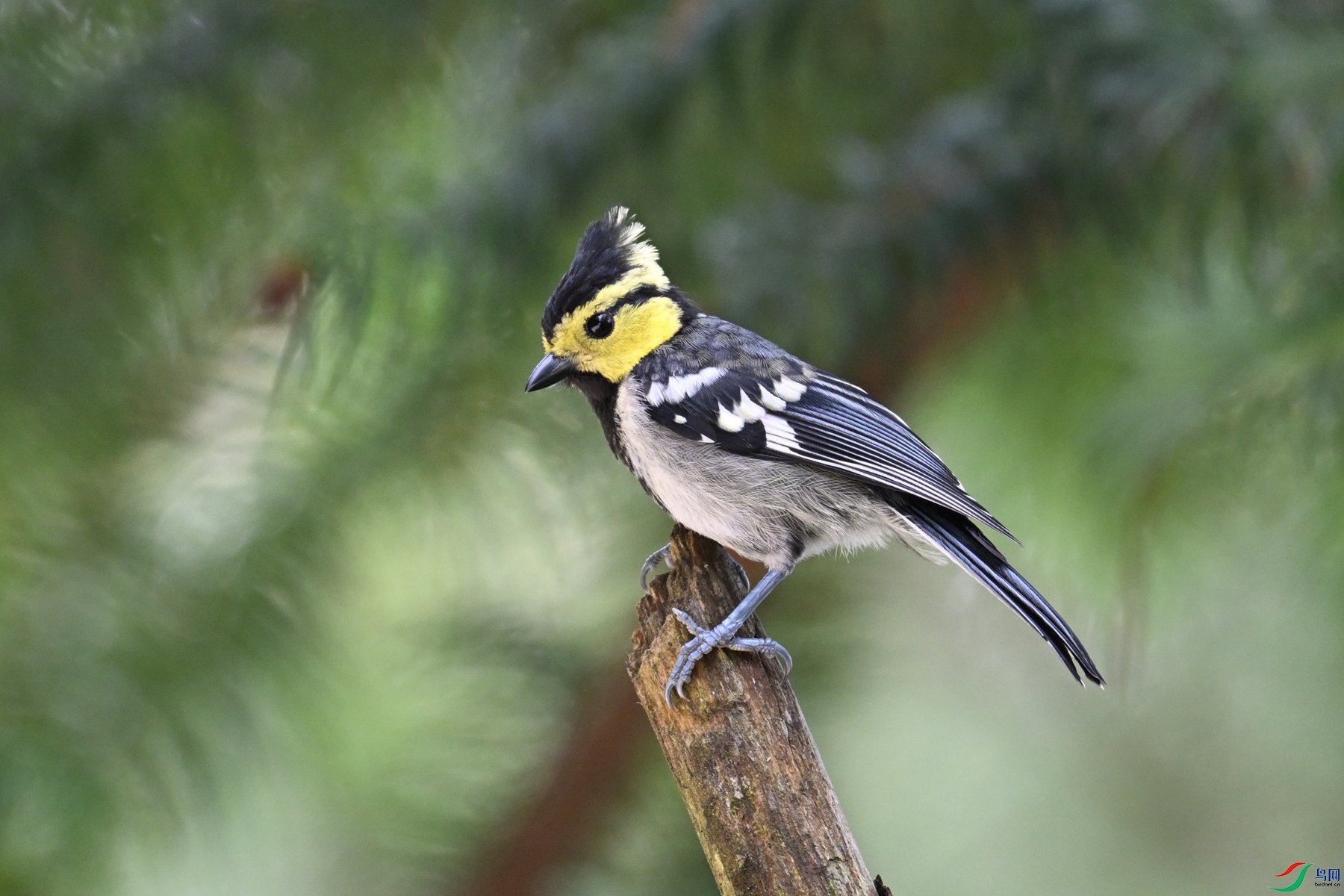 DSC_0087.JPG