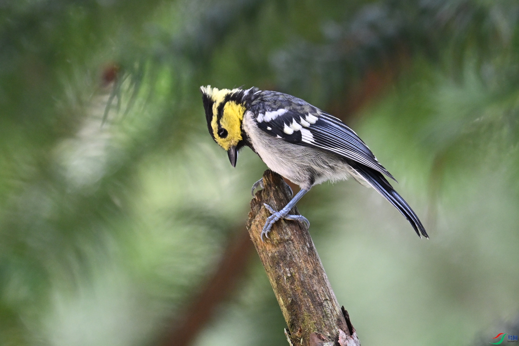 DSC_0090.JPG