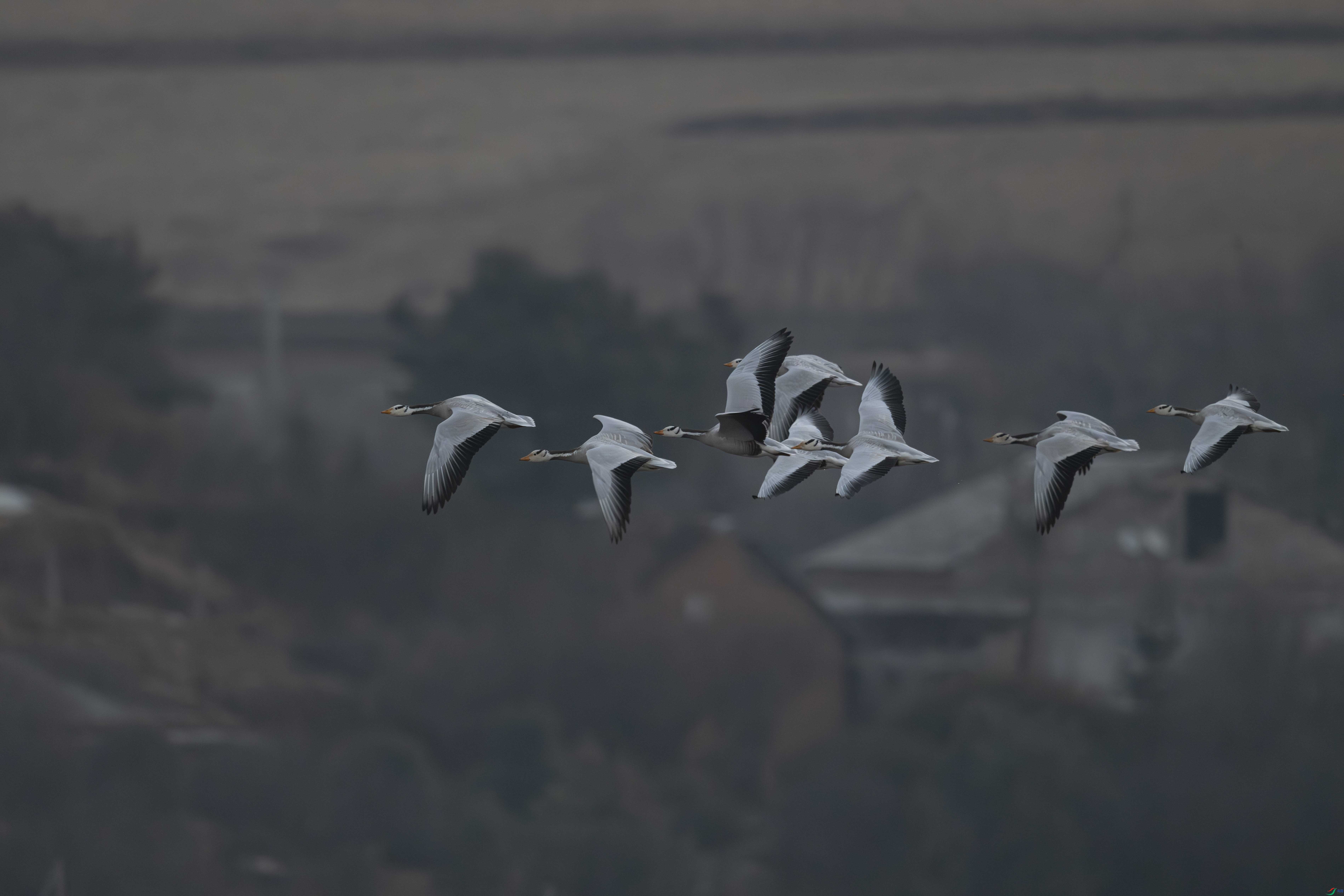 DSC_5688_1.jpg