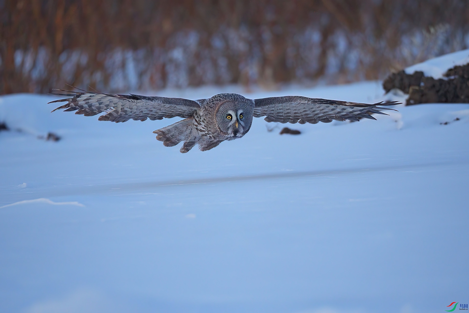 DSC03436-DeNoiseAI-low-light ����.jpg