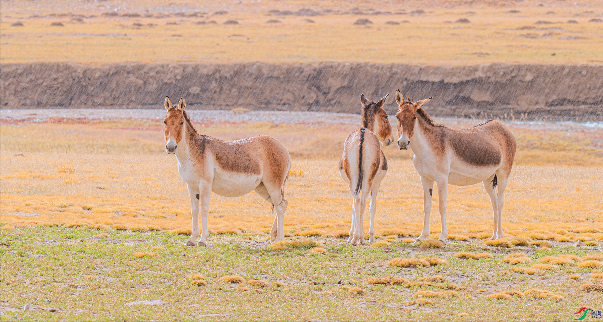 DSC_4704 ����_����.jpg