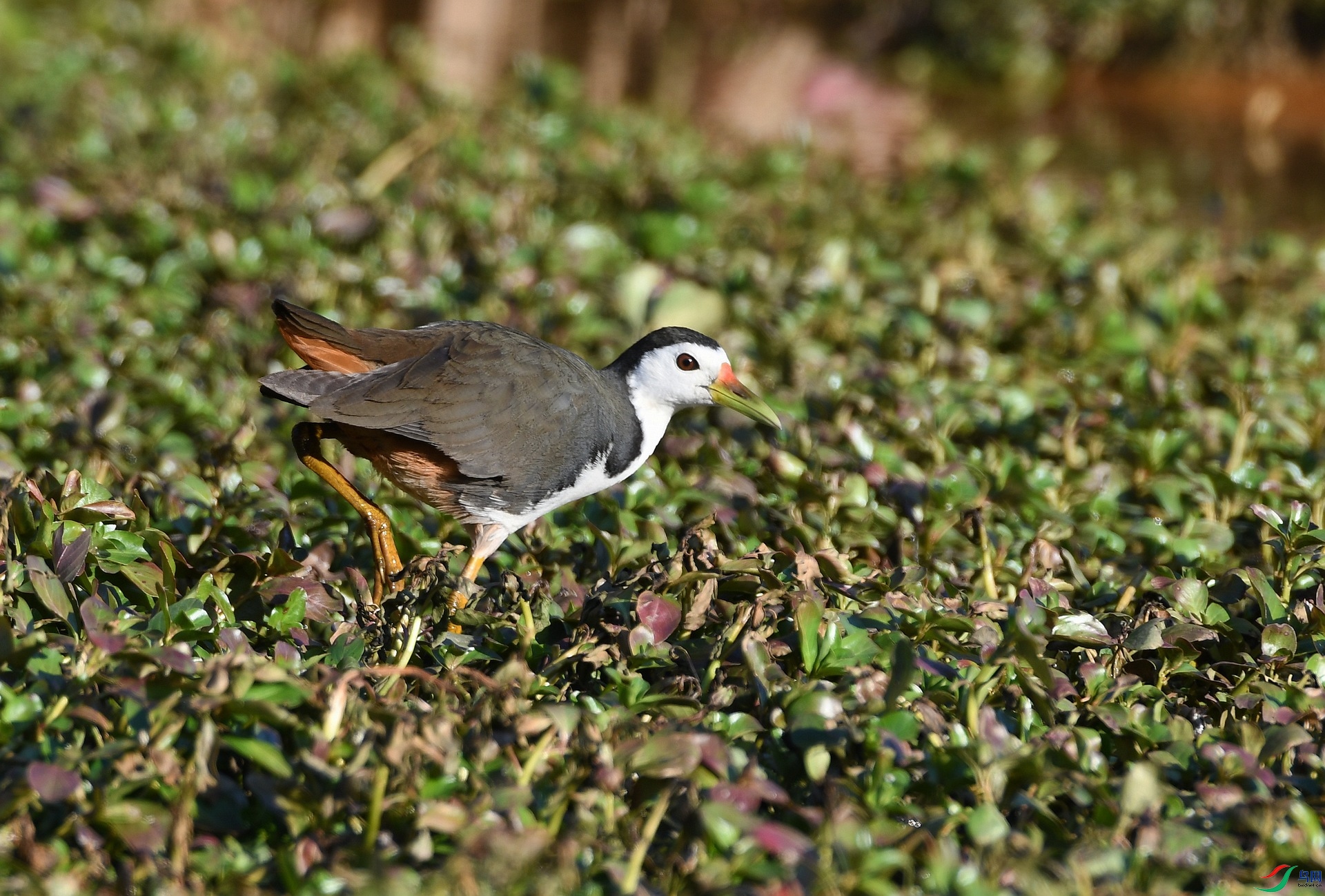 DSC_4707.jpg