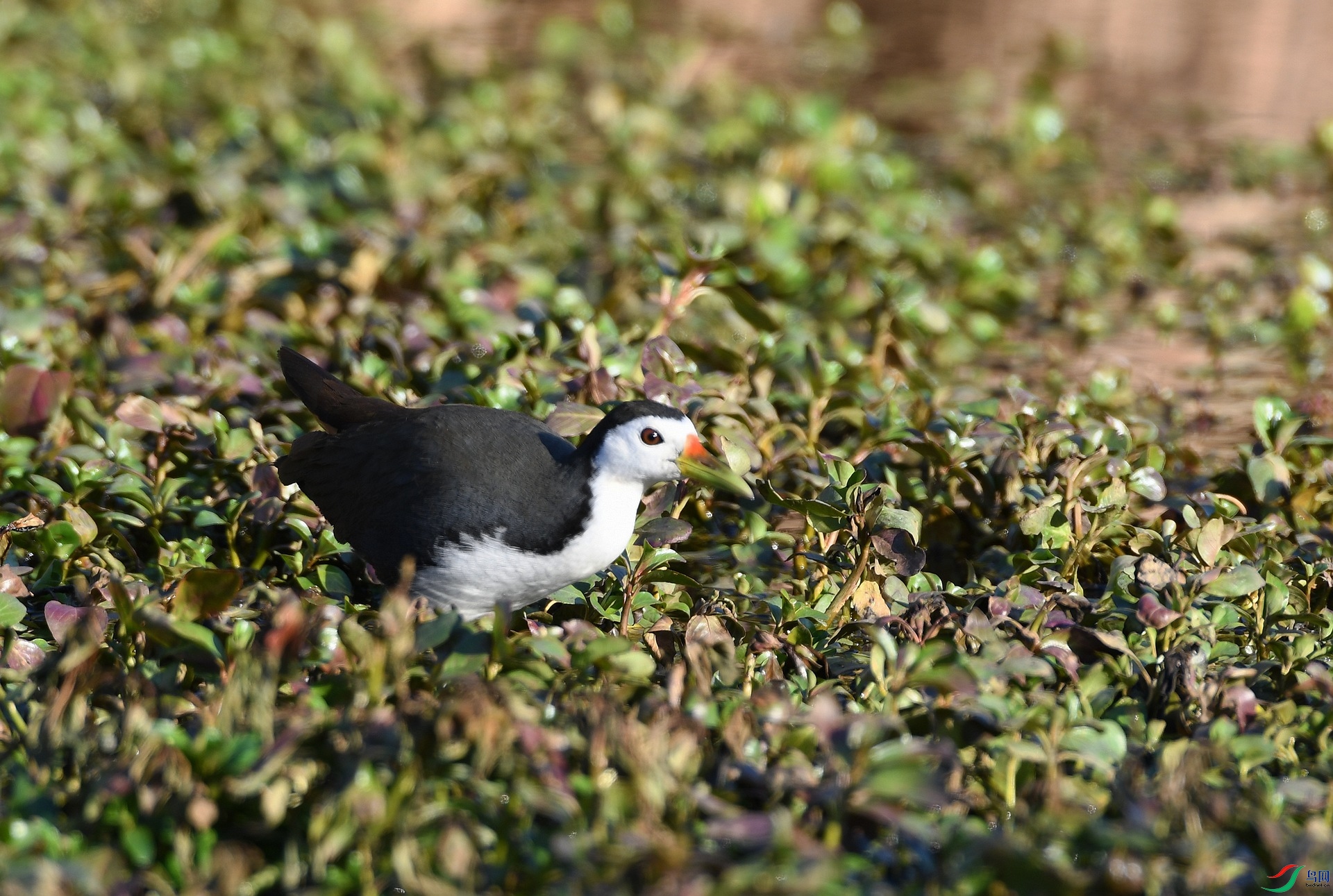 DSC_4659.jpg