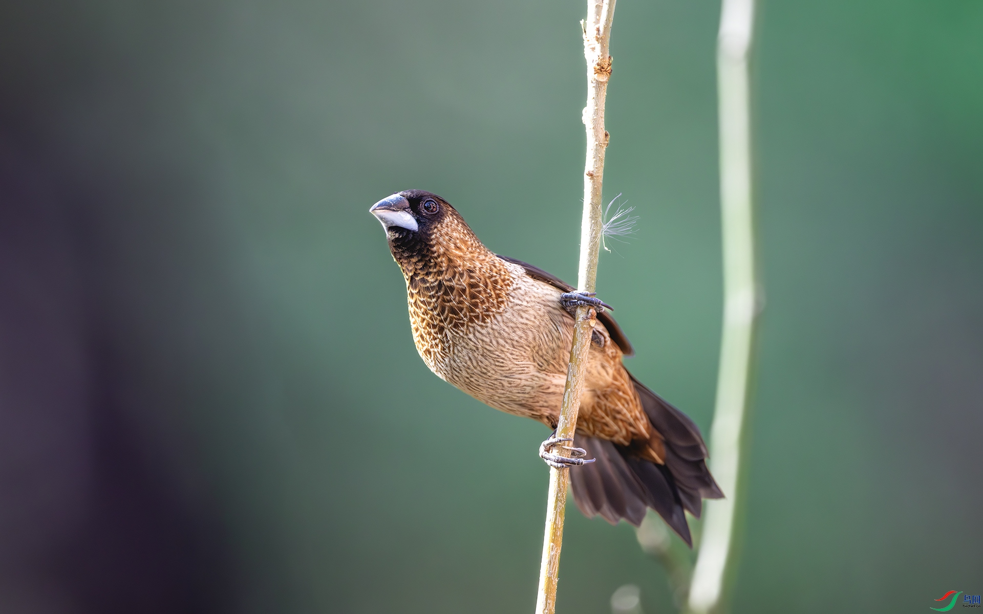 DSC_3538-����ǿ-NR ����.jpg