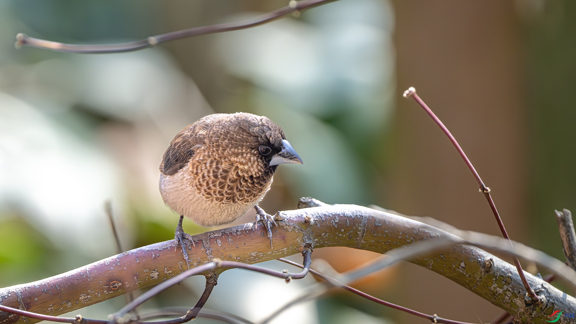 DSC_3408-����ǿ-NR ����.jpg
