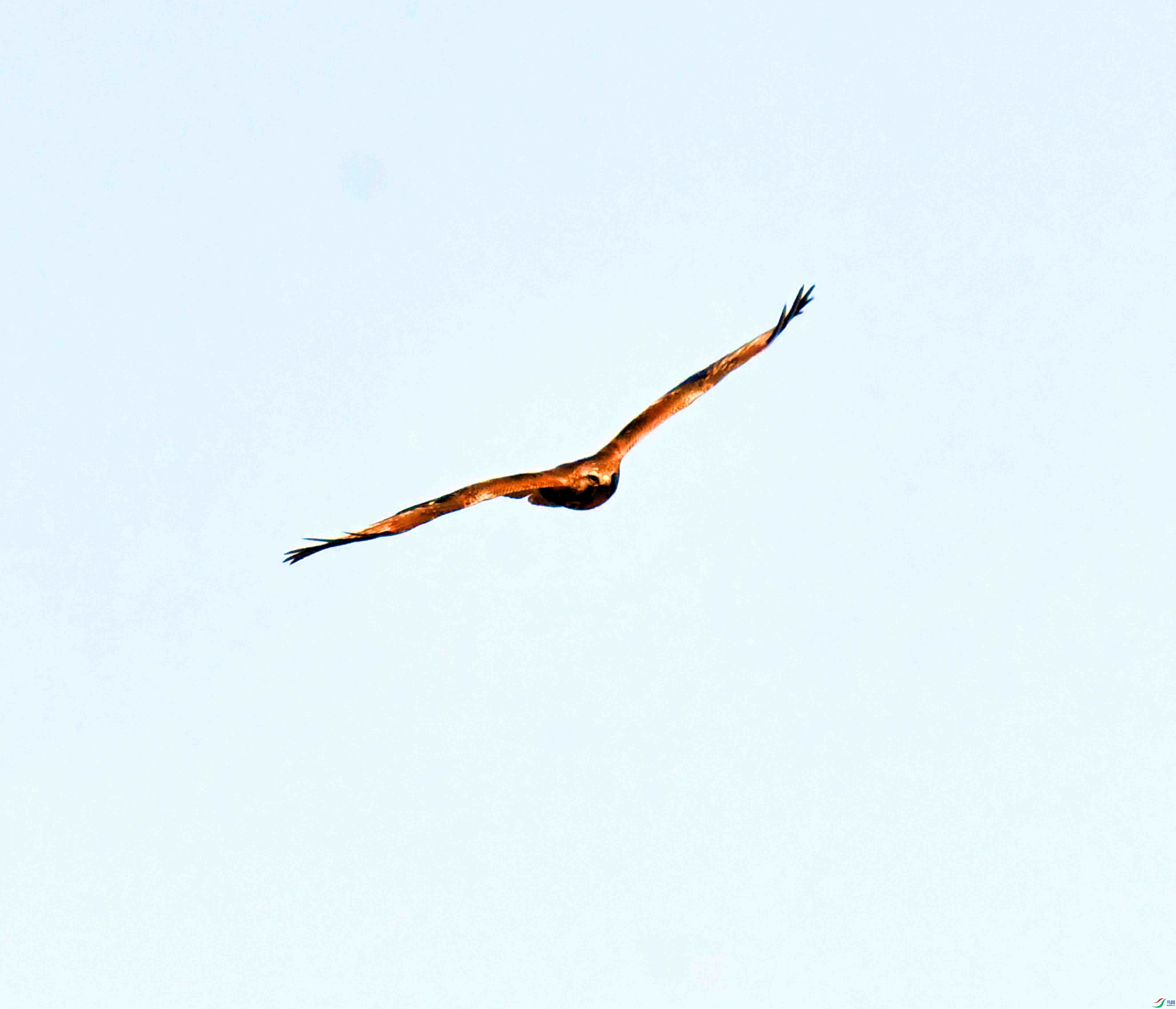 DSC_1662.JPG