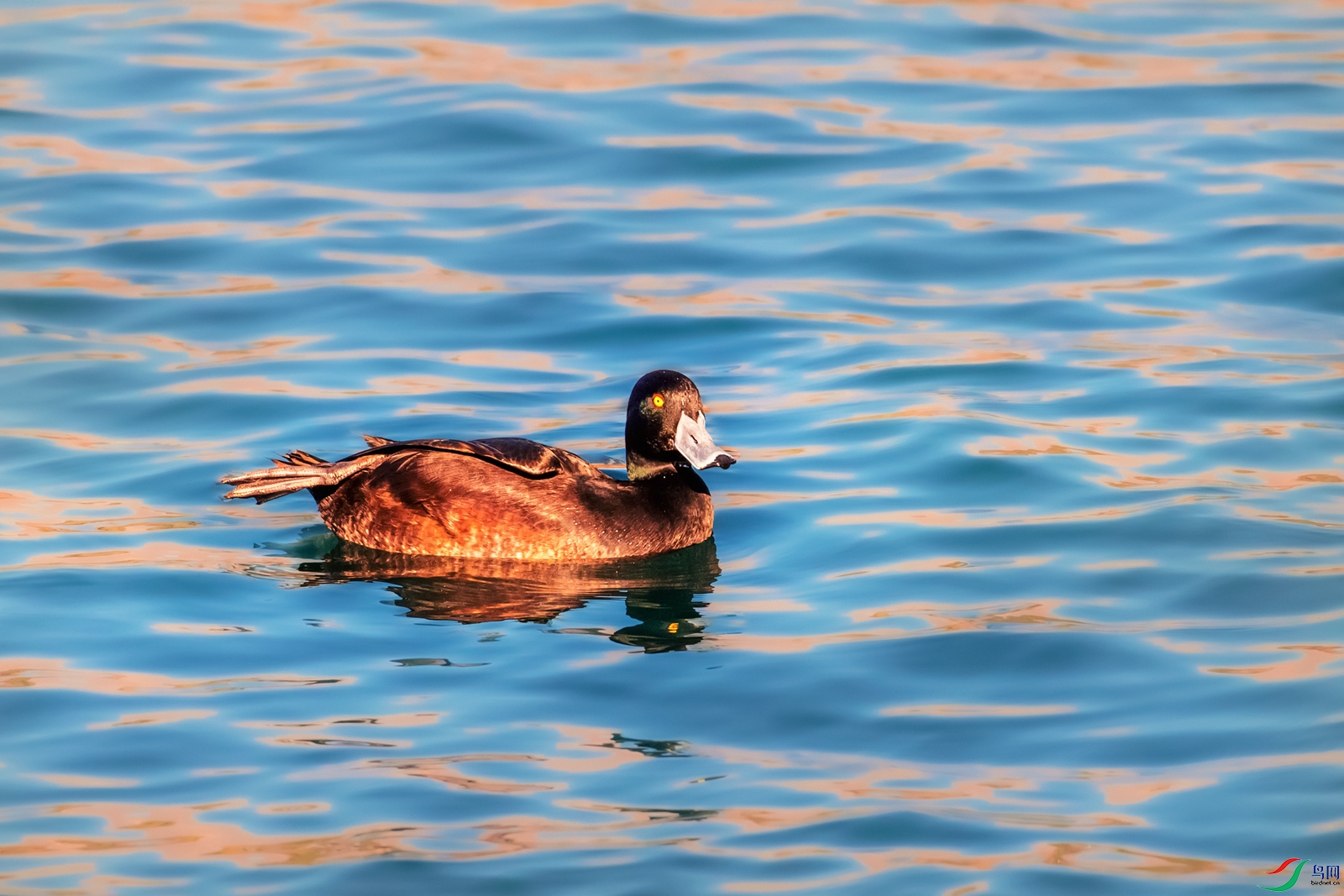 ������ǱѼ----������Ӱ�����
