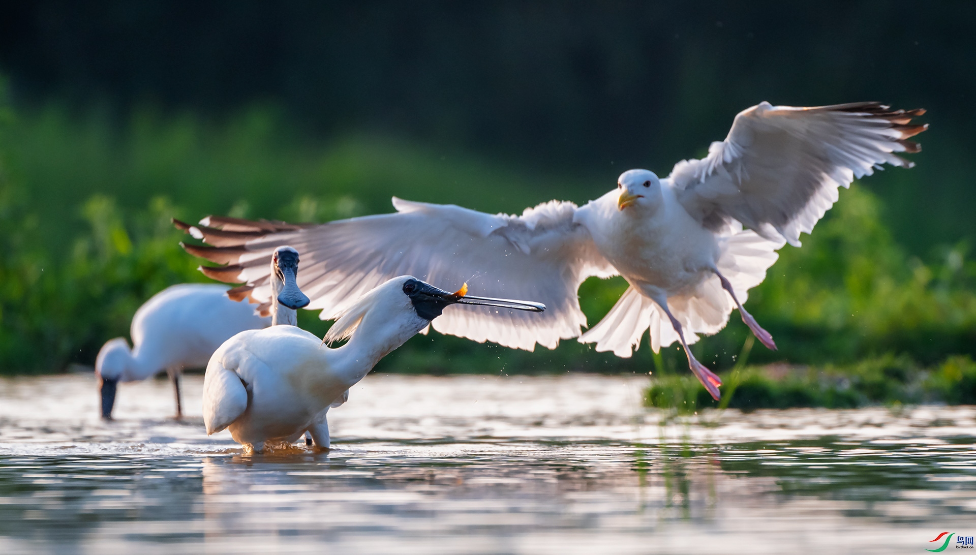 ��Ÿ���������