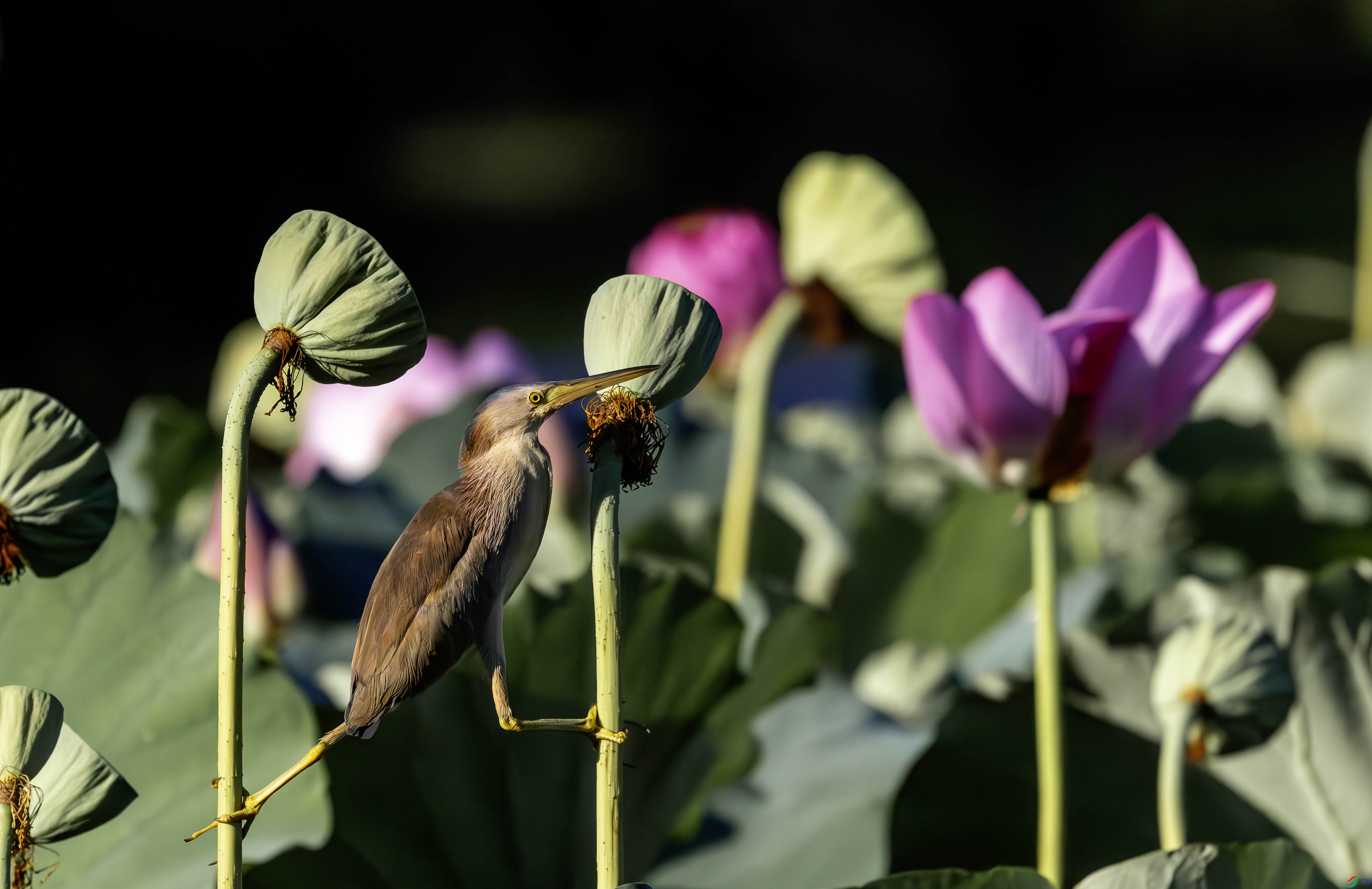 5N2A1346-1 ����.jpg