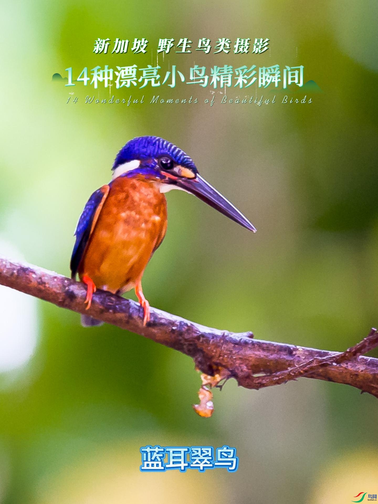 �¼��� Ұ��������Ӱ 14��Ư��С�񾫲�˲��-����.jpg